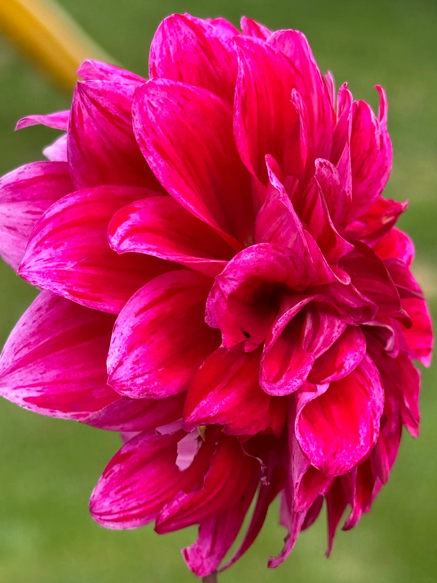 Elks Twitterpation Dahlia