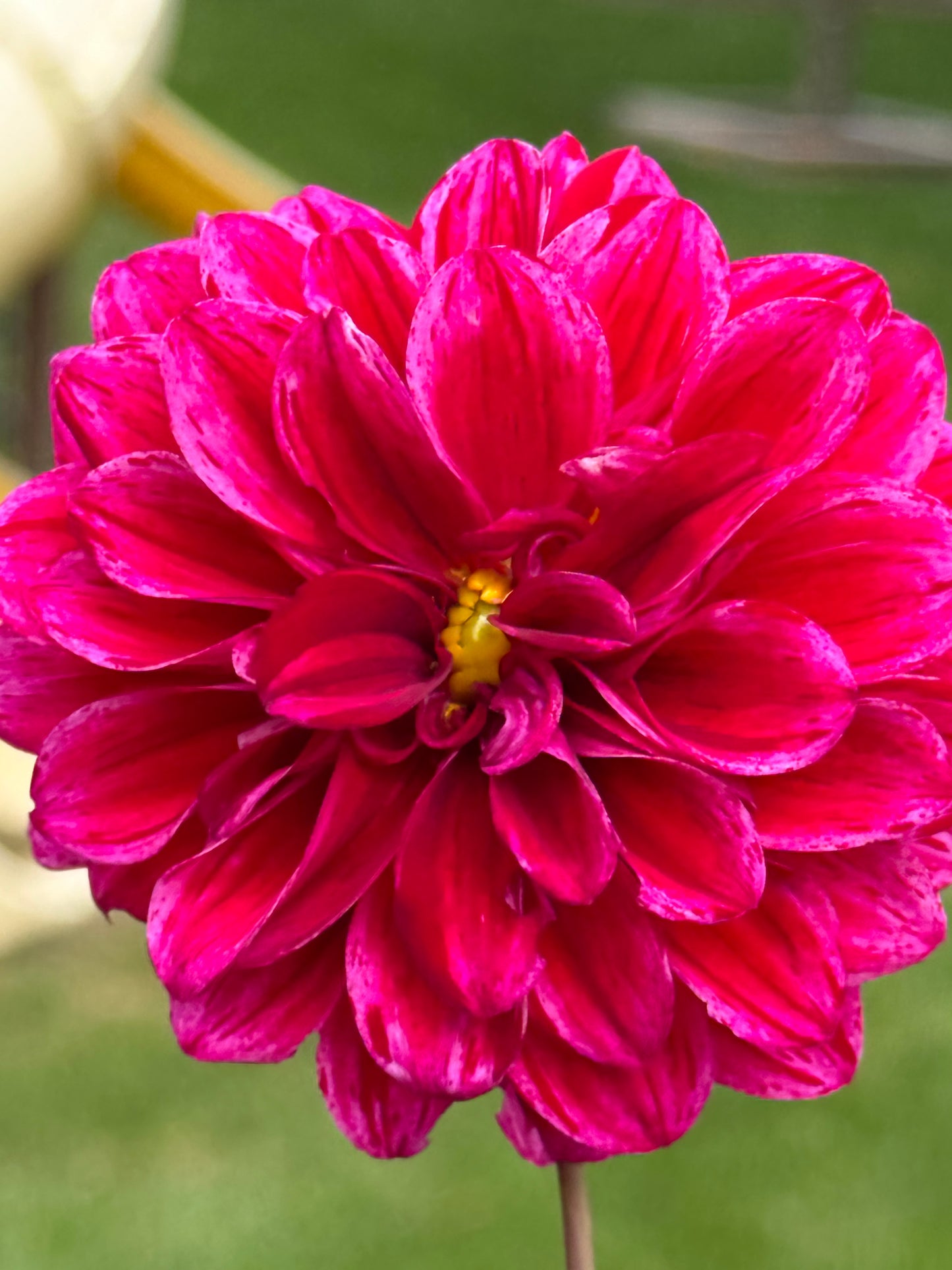 Elks Twitterpation Dahlia