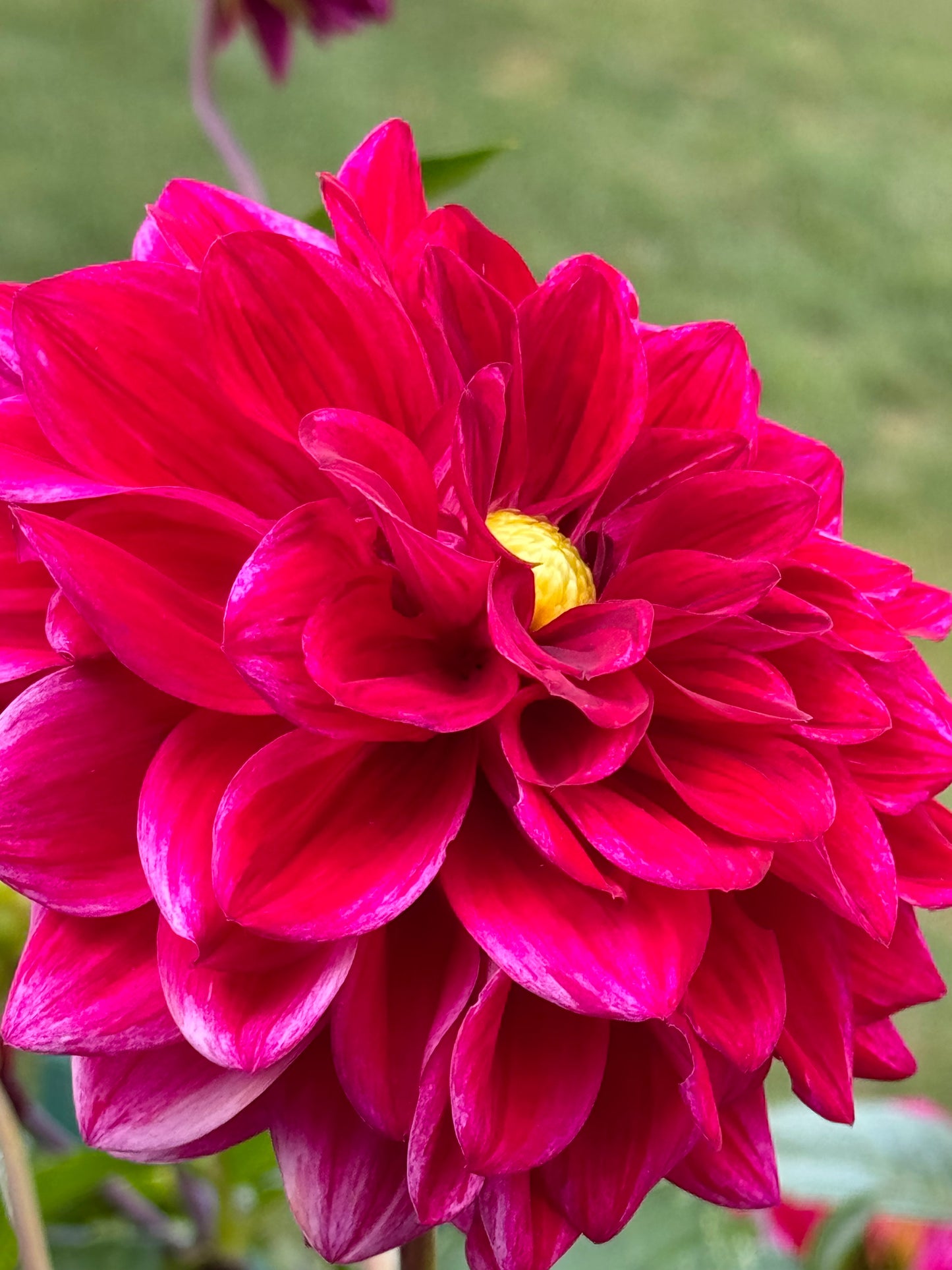 Elks Twitterpation Dahlia