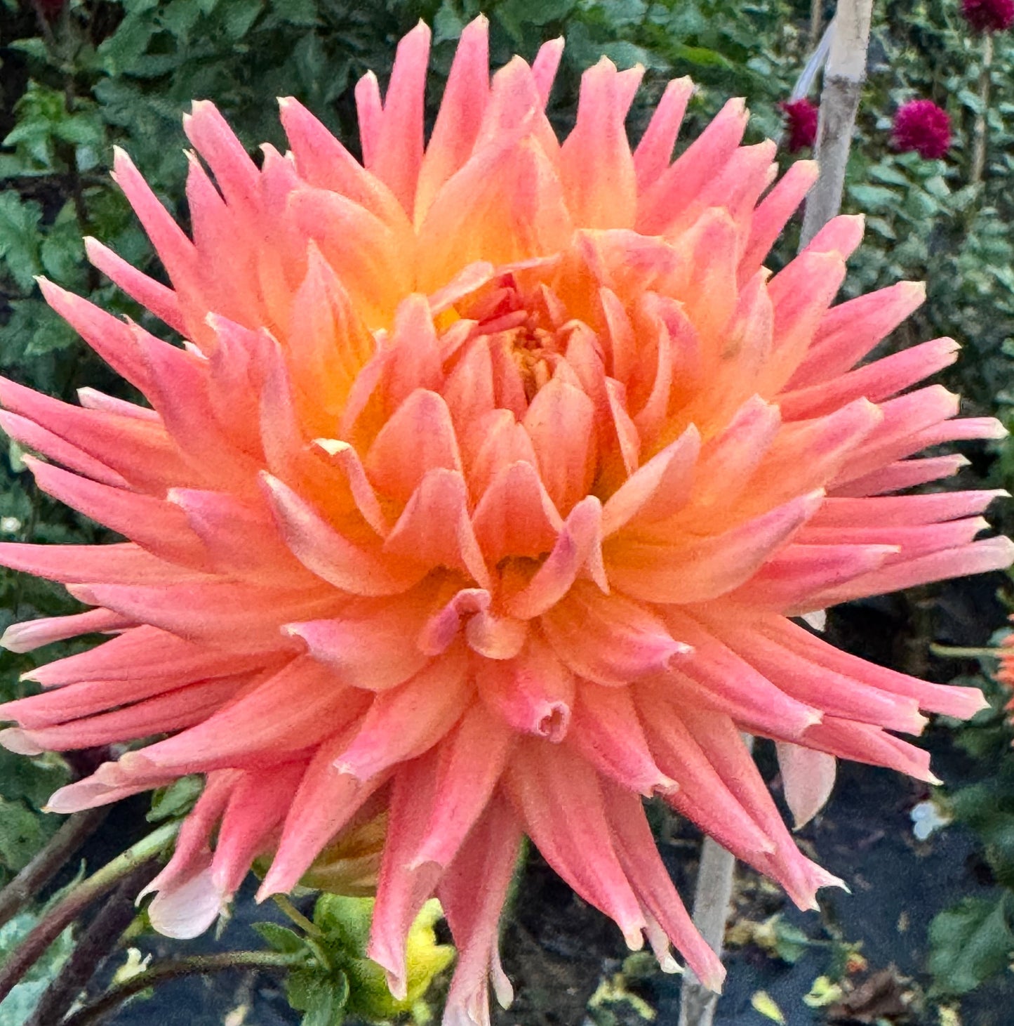 HollyHill Augustina Dahlia