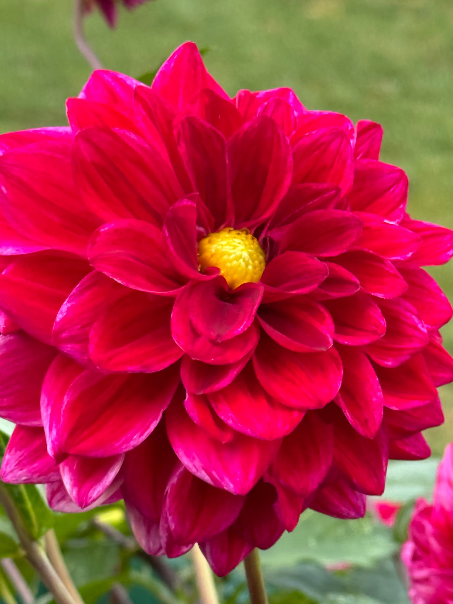 Elks Twitterpation Dahlia