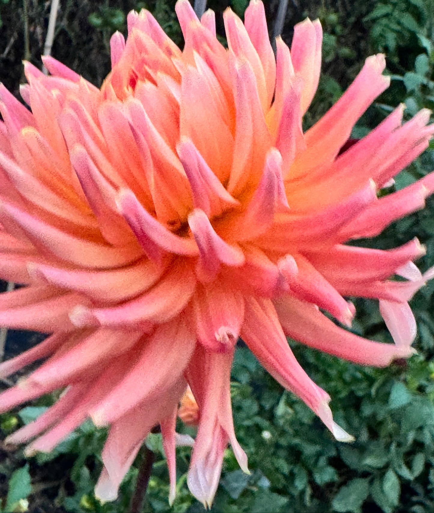 HollyHill Augustina Dahlia