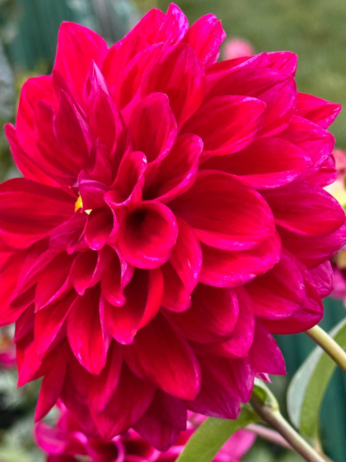 Elks Twitterpation Dahlia