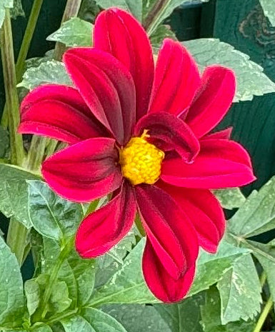 Red Jasmine Dahlia