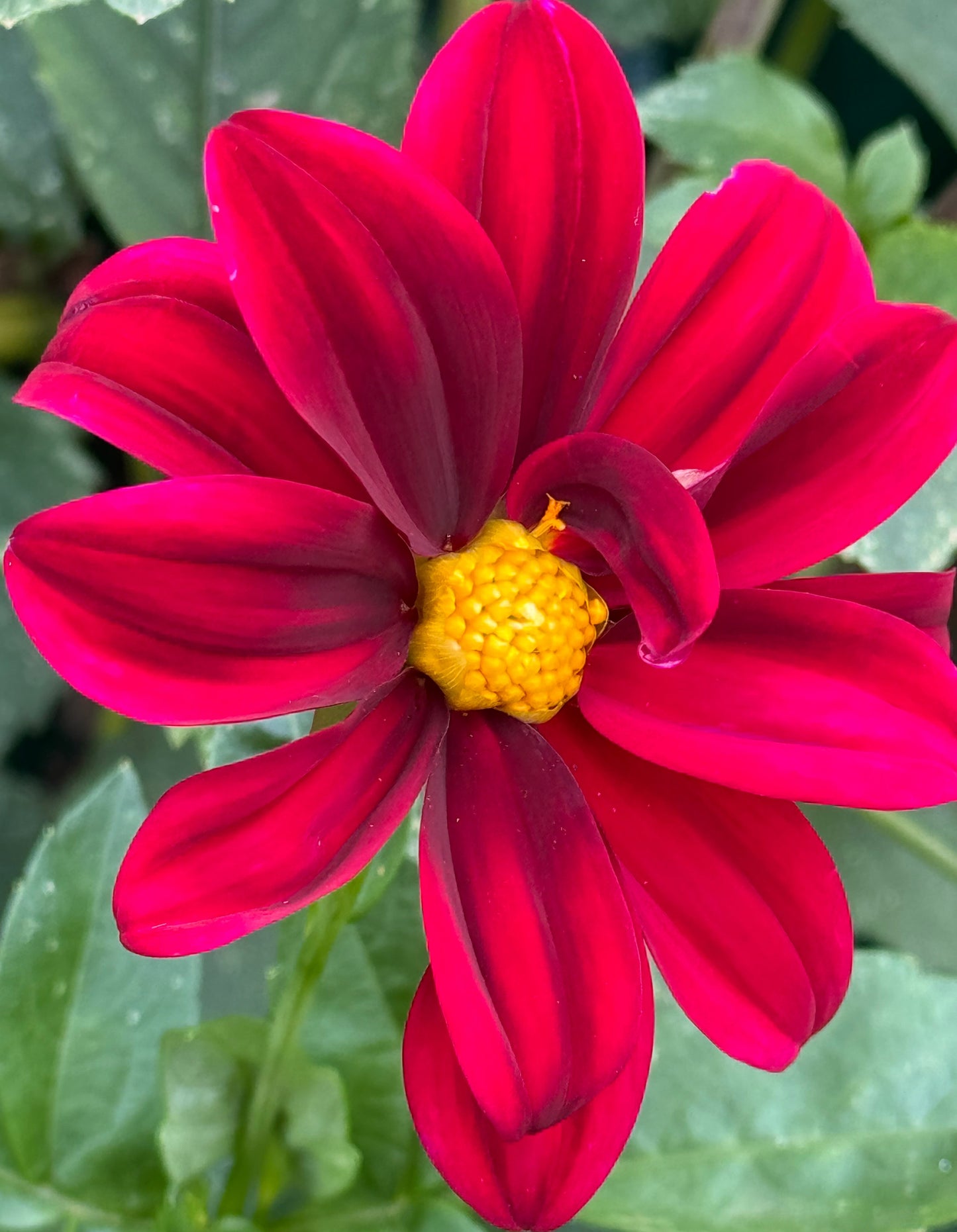 Red Jasmine Dahlia