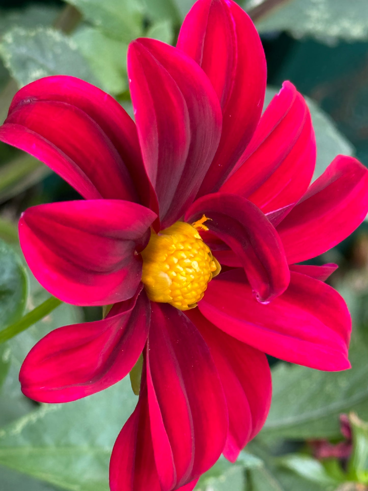 Red Jasmine Dahlia