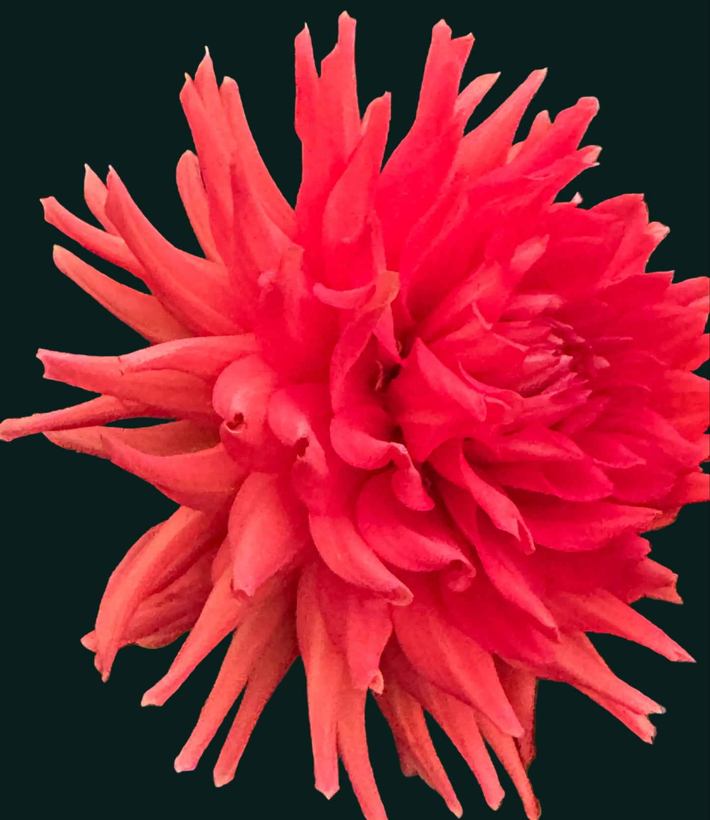 AC Garfield Dahlia