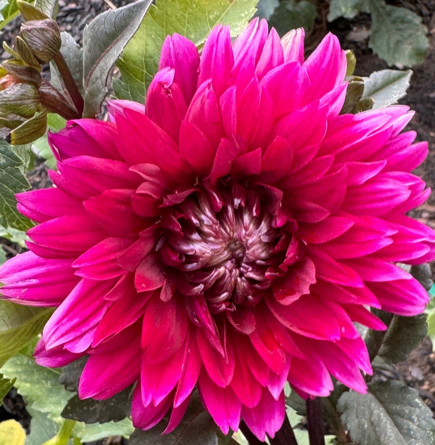 Karma Choc Dahlia