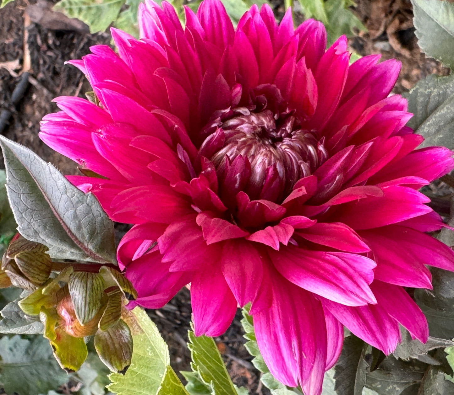 Karma Choc Dahlia