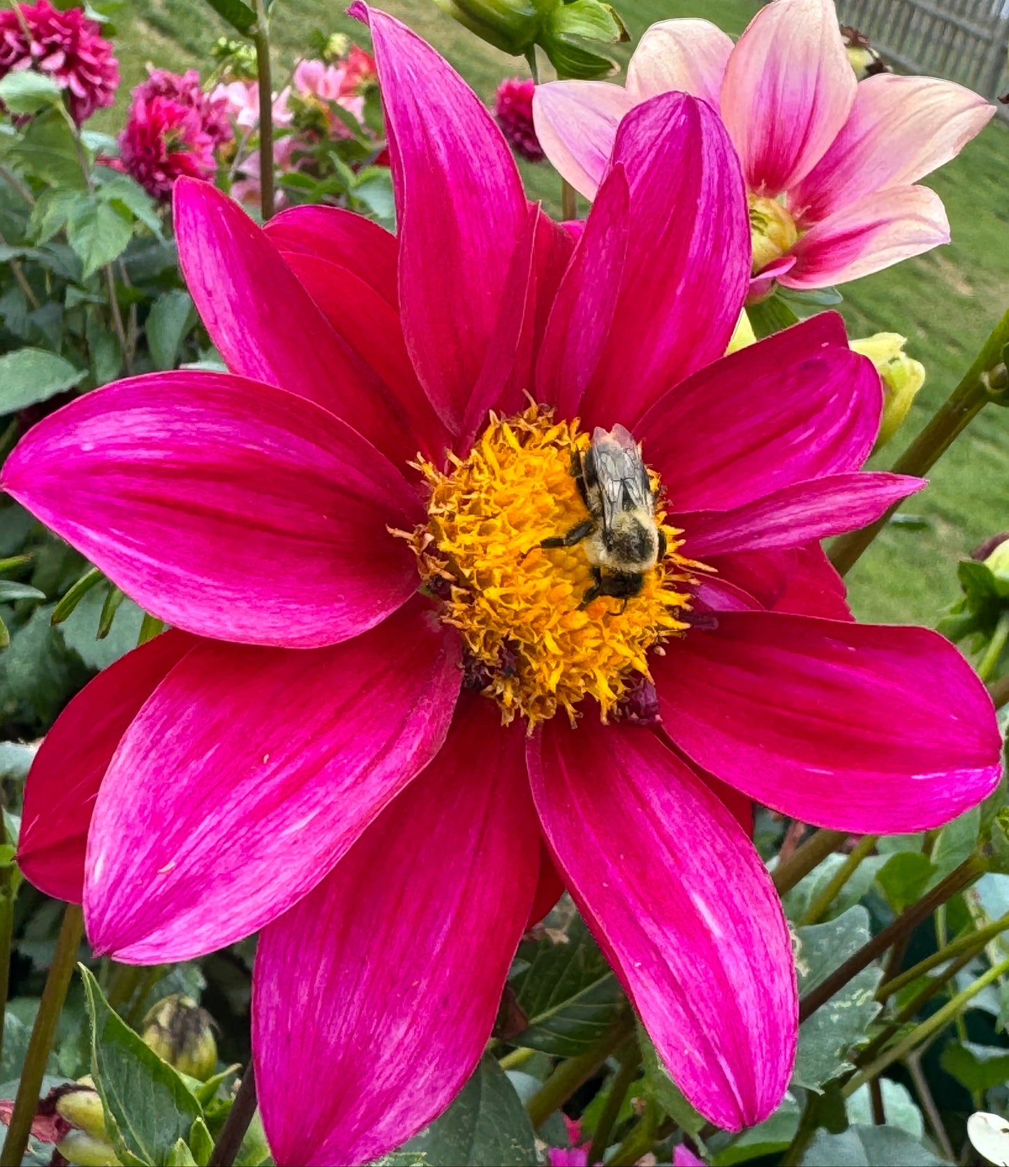 Pink Blust Dahlia