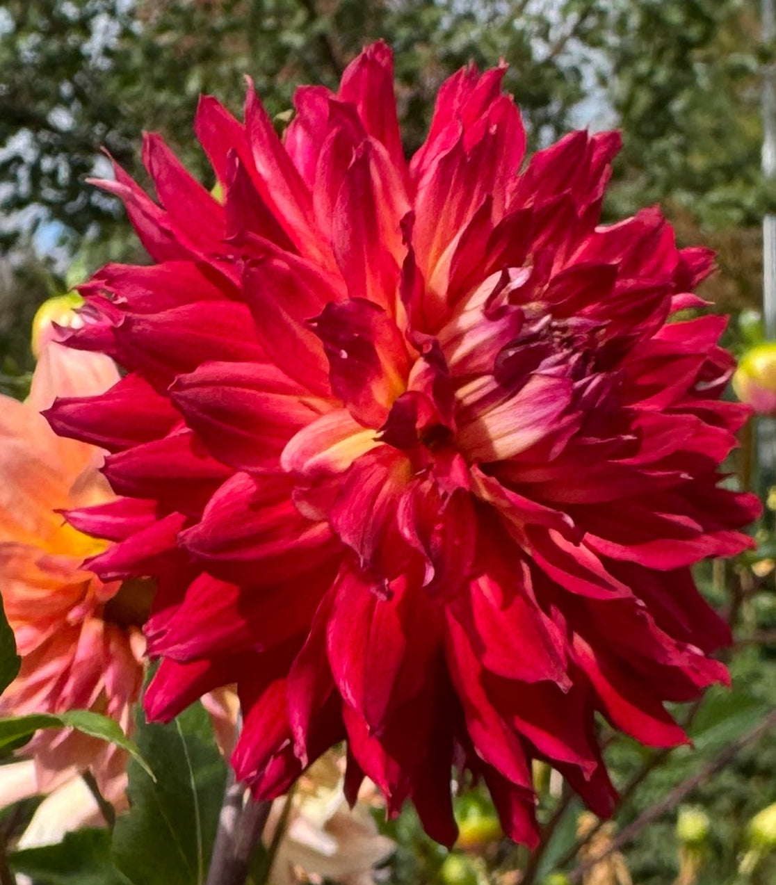 Bonnke Dahlia