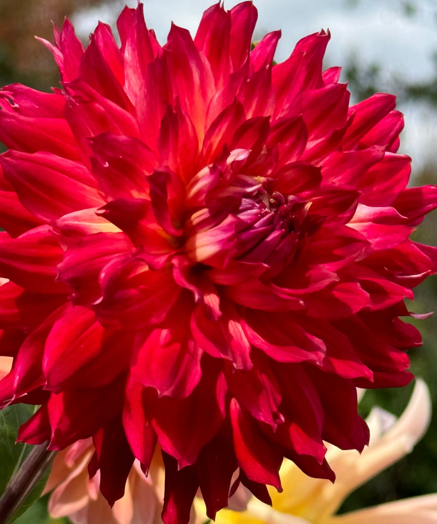 Bonnke Dahlia