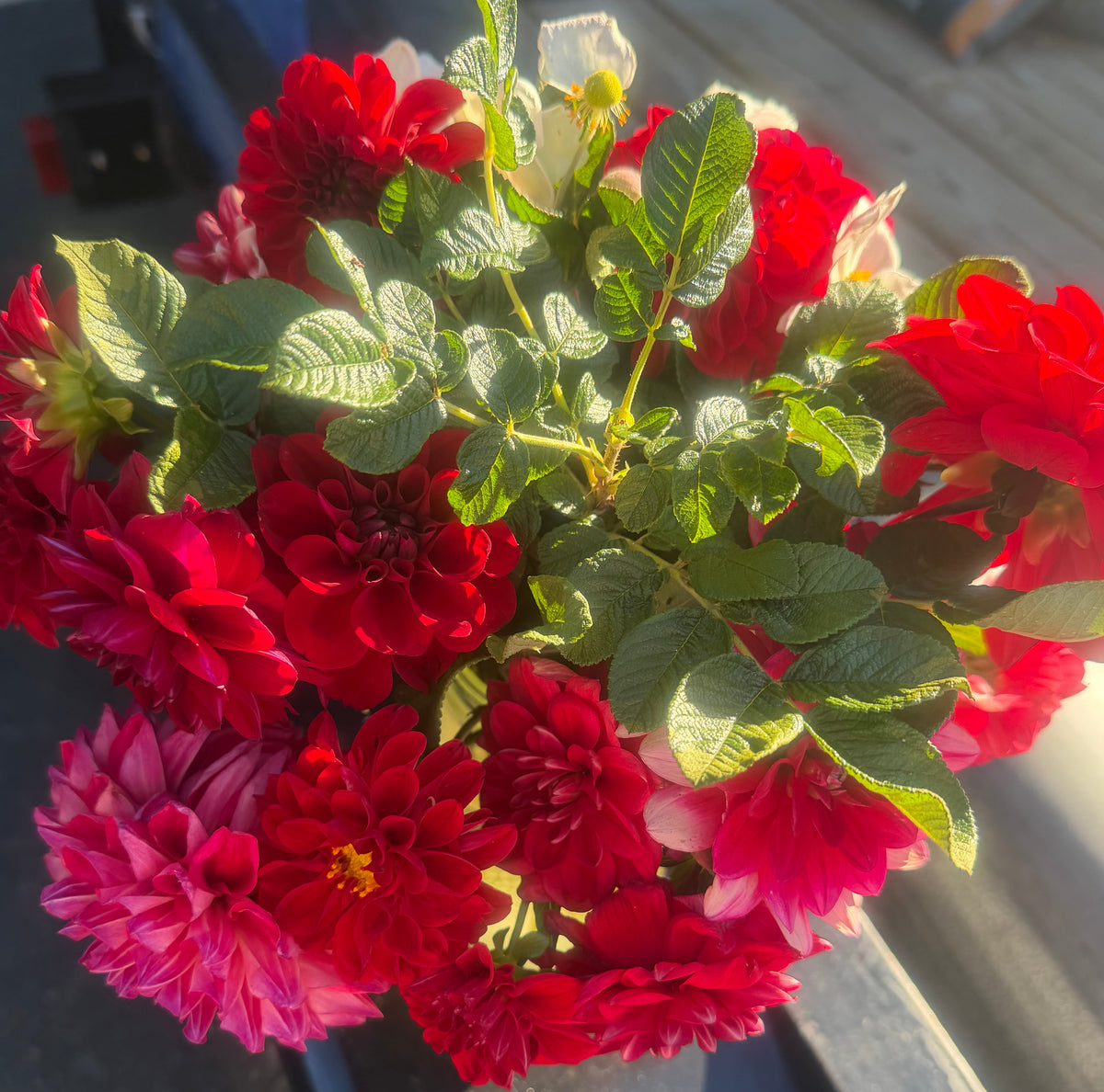 Bloomquist Enriching Dahlia