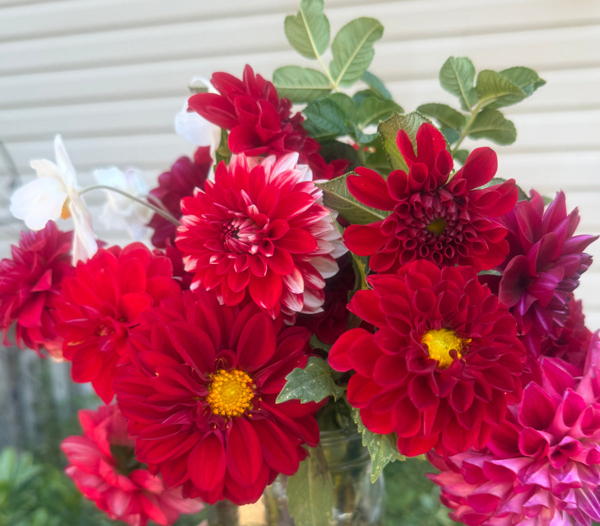 Bloomquist Enriching Dahlia