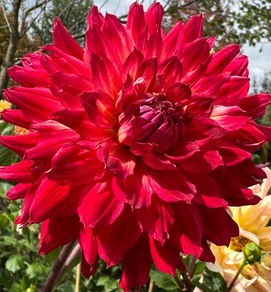 Bonnke Dahlia