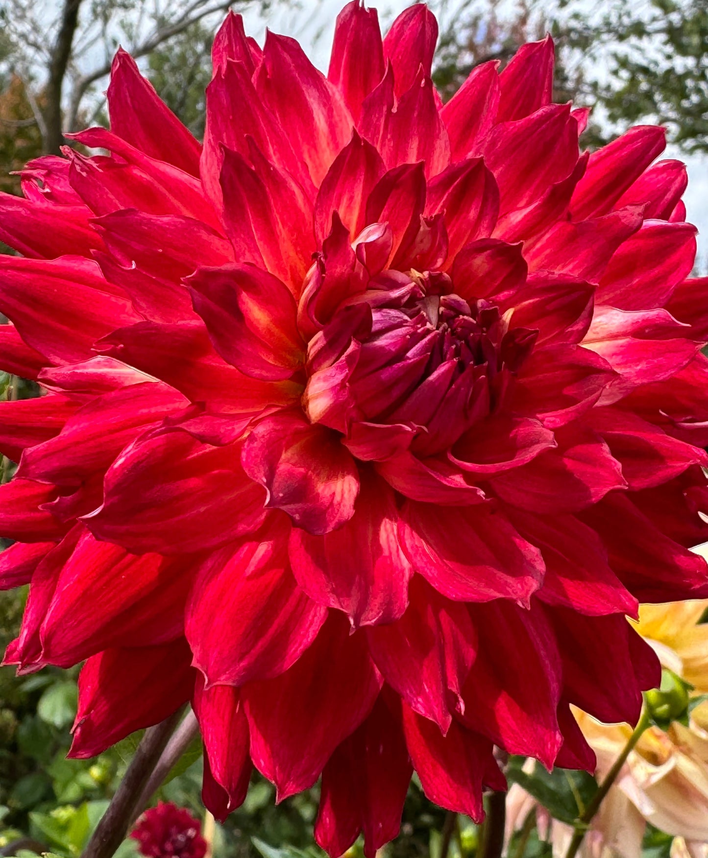 Bonnke Dahlia