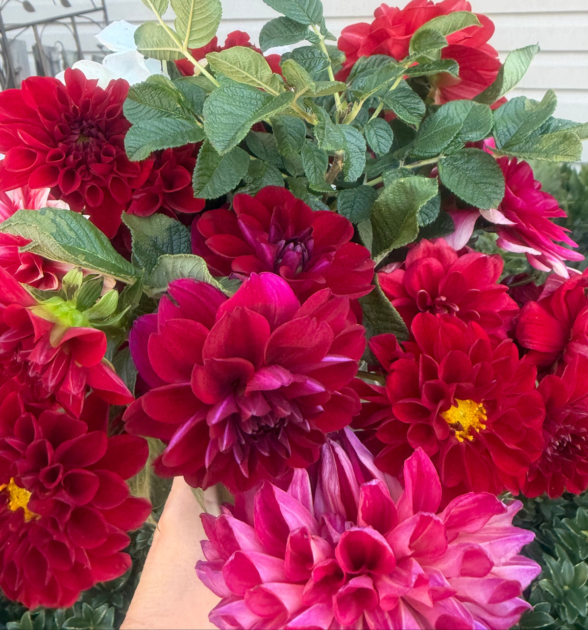 Bloomquist Enriching Dahlia