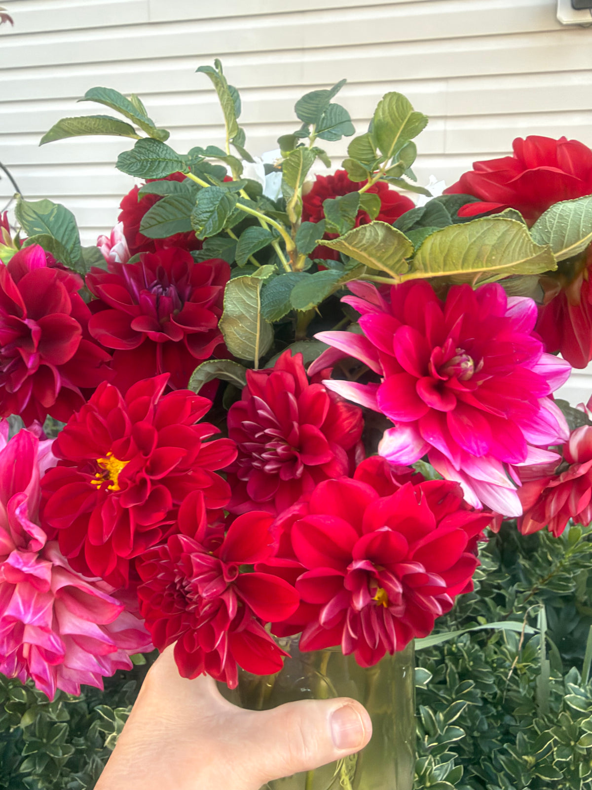 Bloomquist Fabulous Dahlia