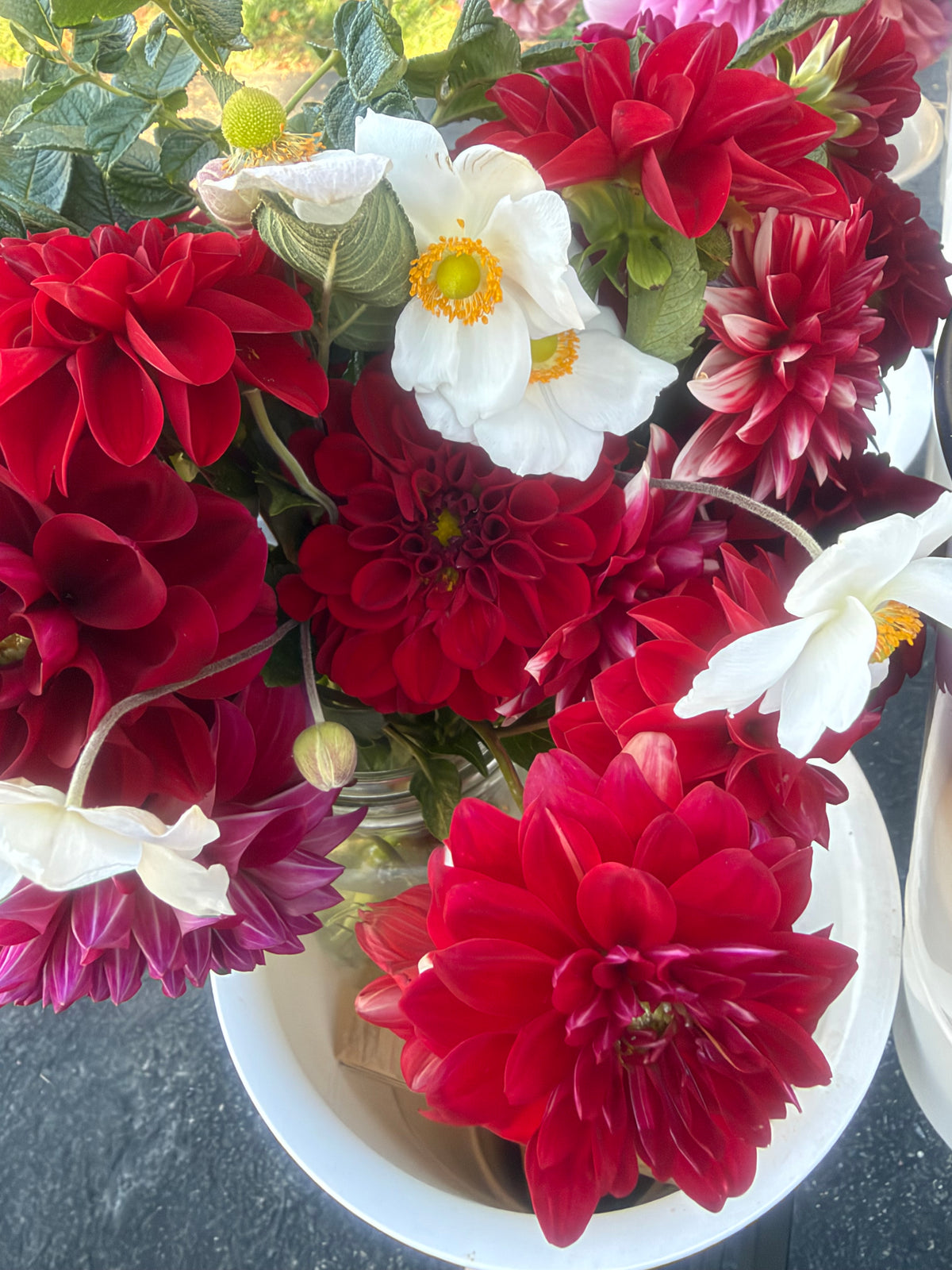 Bloomquist Enriching Dahlia