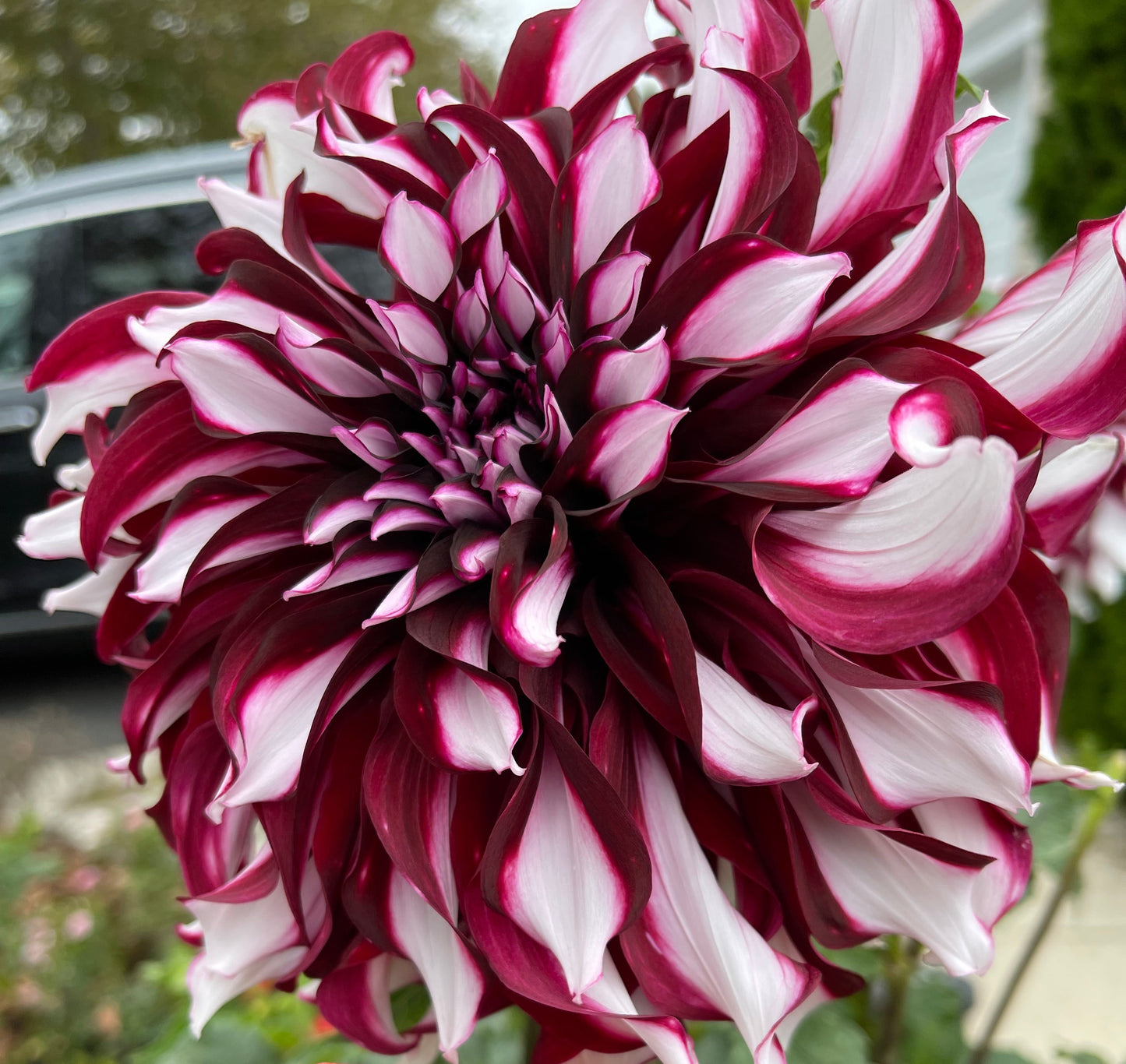 Tartan Dahlia