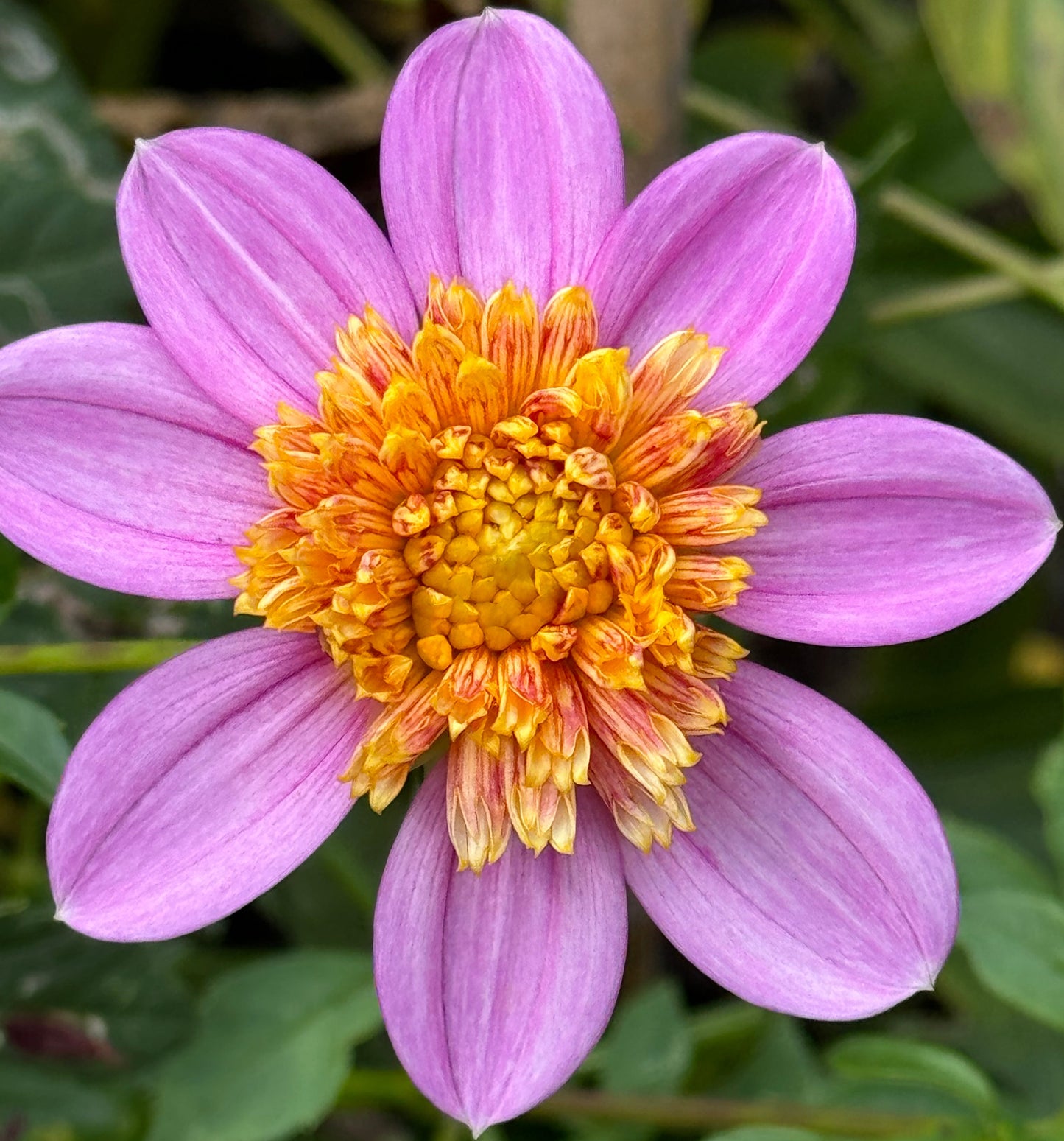 Mexico Dahlia