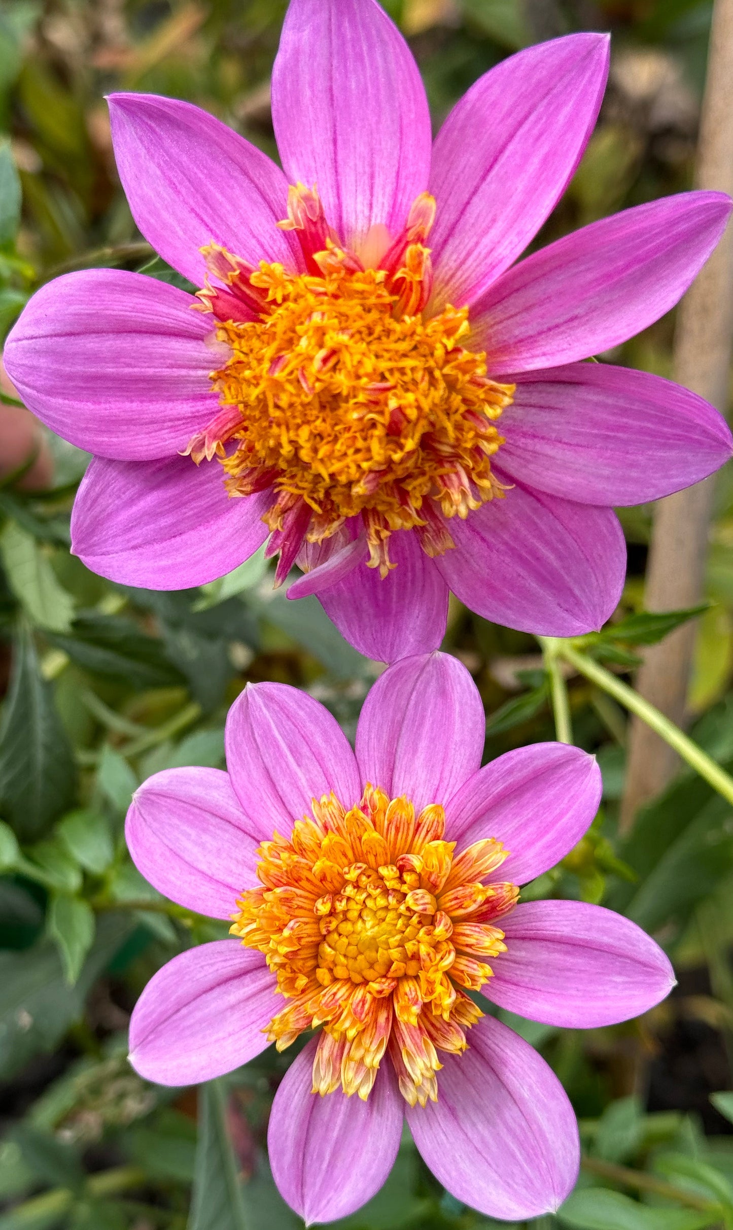 Mexico Dahlia