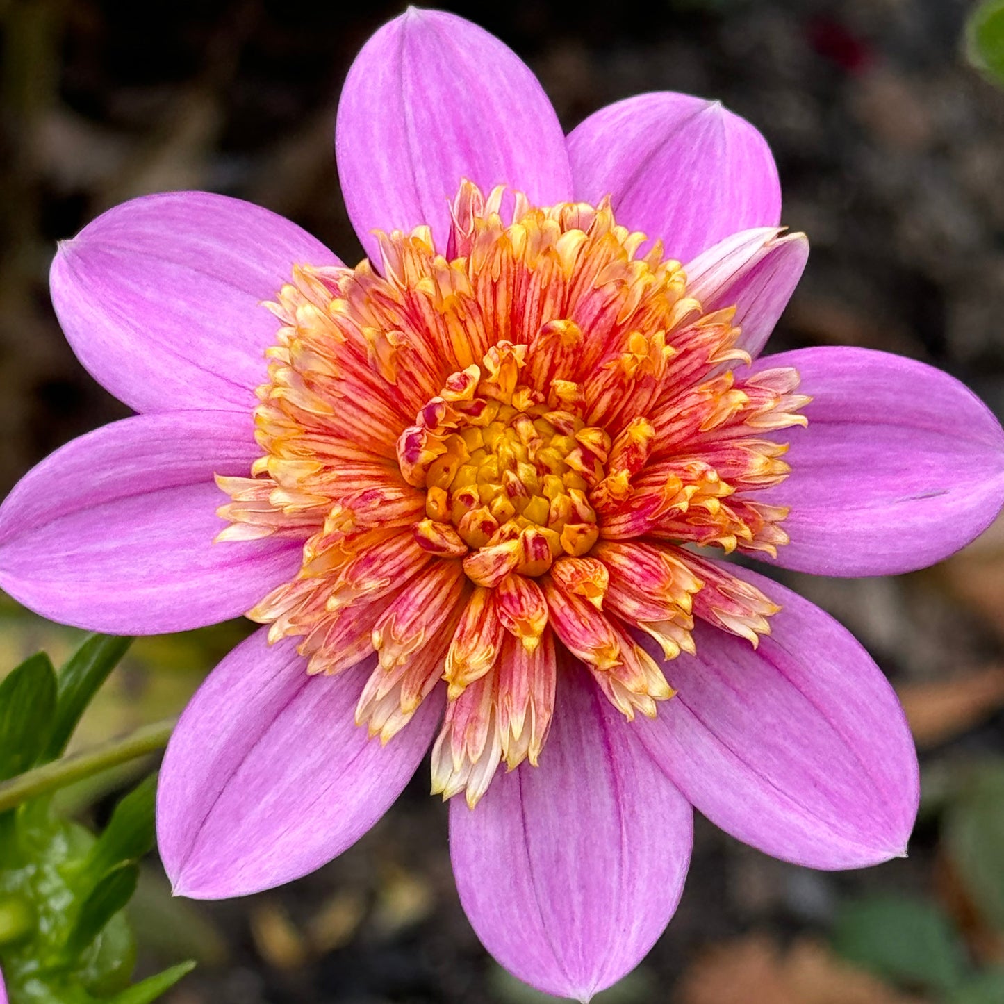 Mexico Dahlia