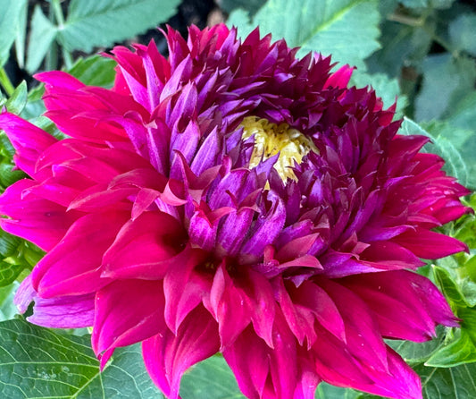 Bloomquist Evening Dahlia