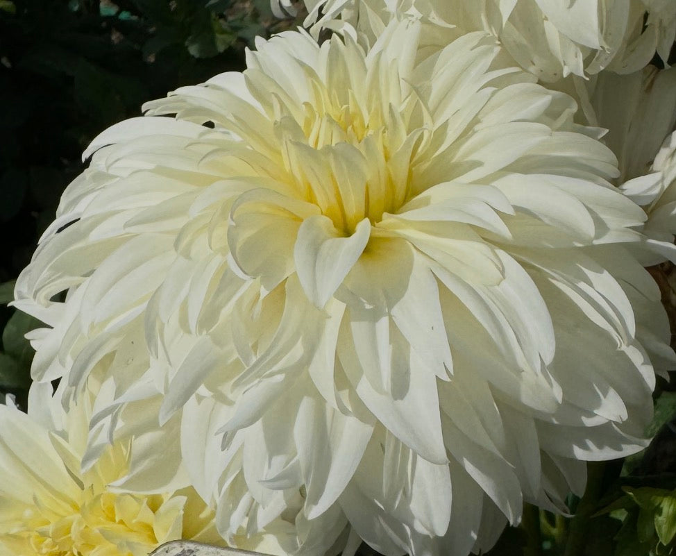 Wyn’s Ghostie Dahlia