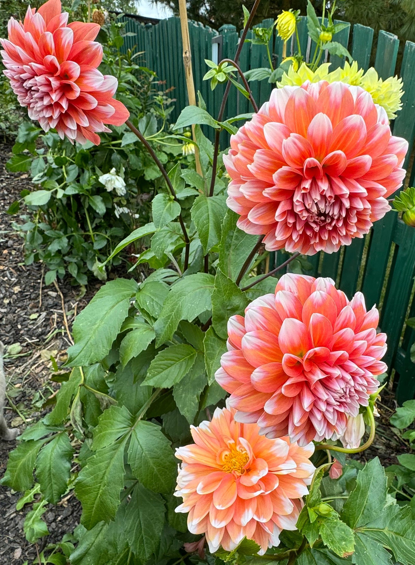 Hollyhill Orange Ice Dahlia