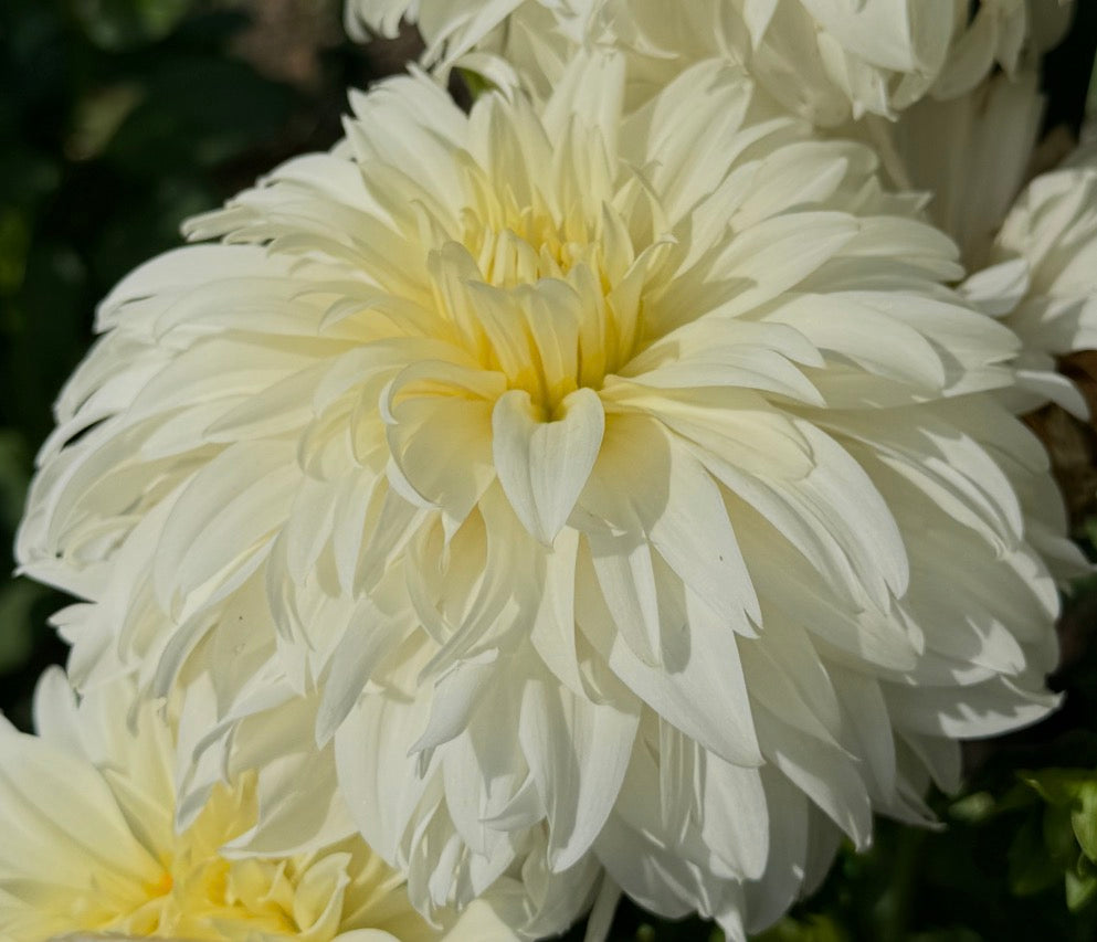 Wyn’s Ghostie Dahlia