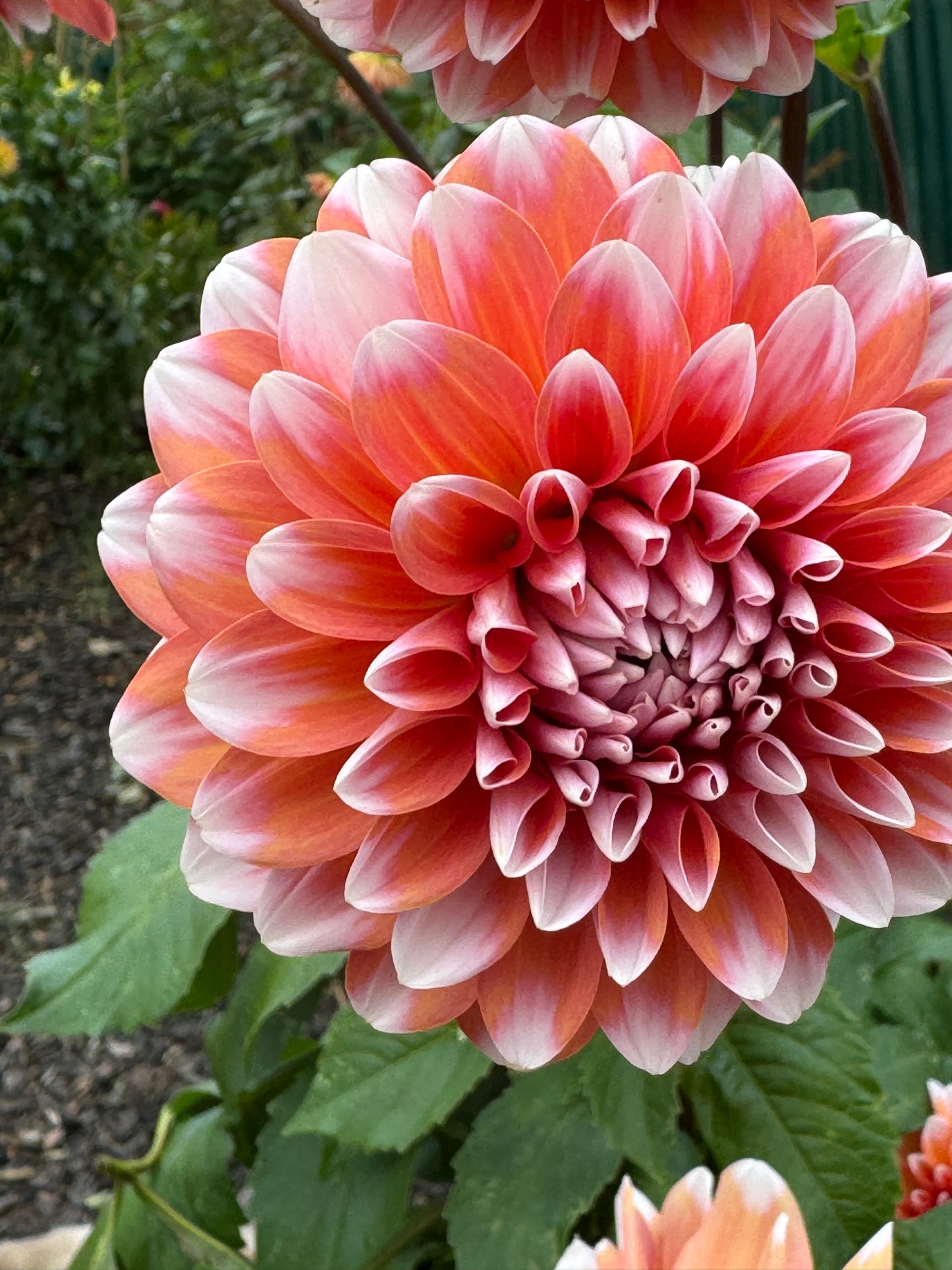 Hollyhill Orange Ice Dahlia