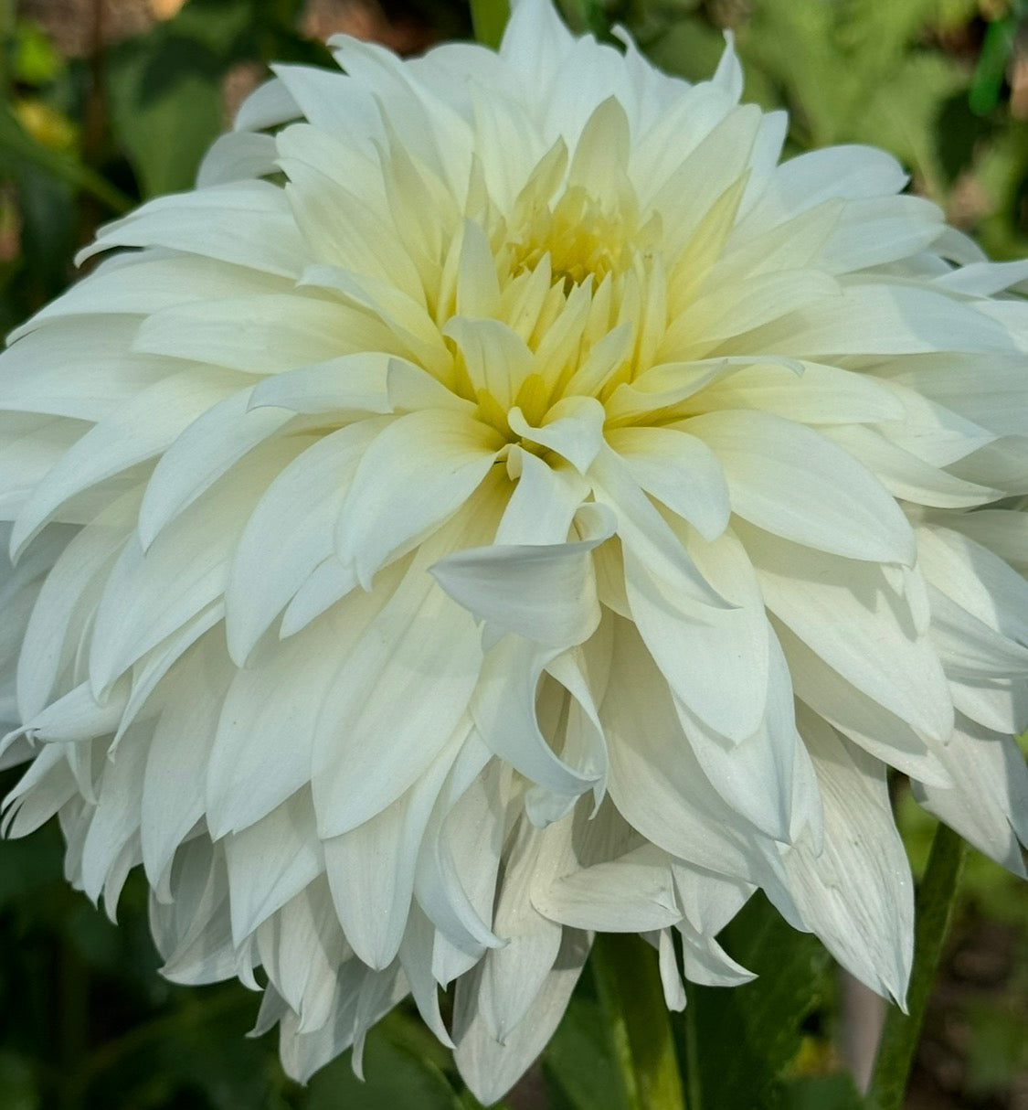 Wyn’s Ghostie Dahlia