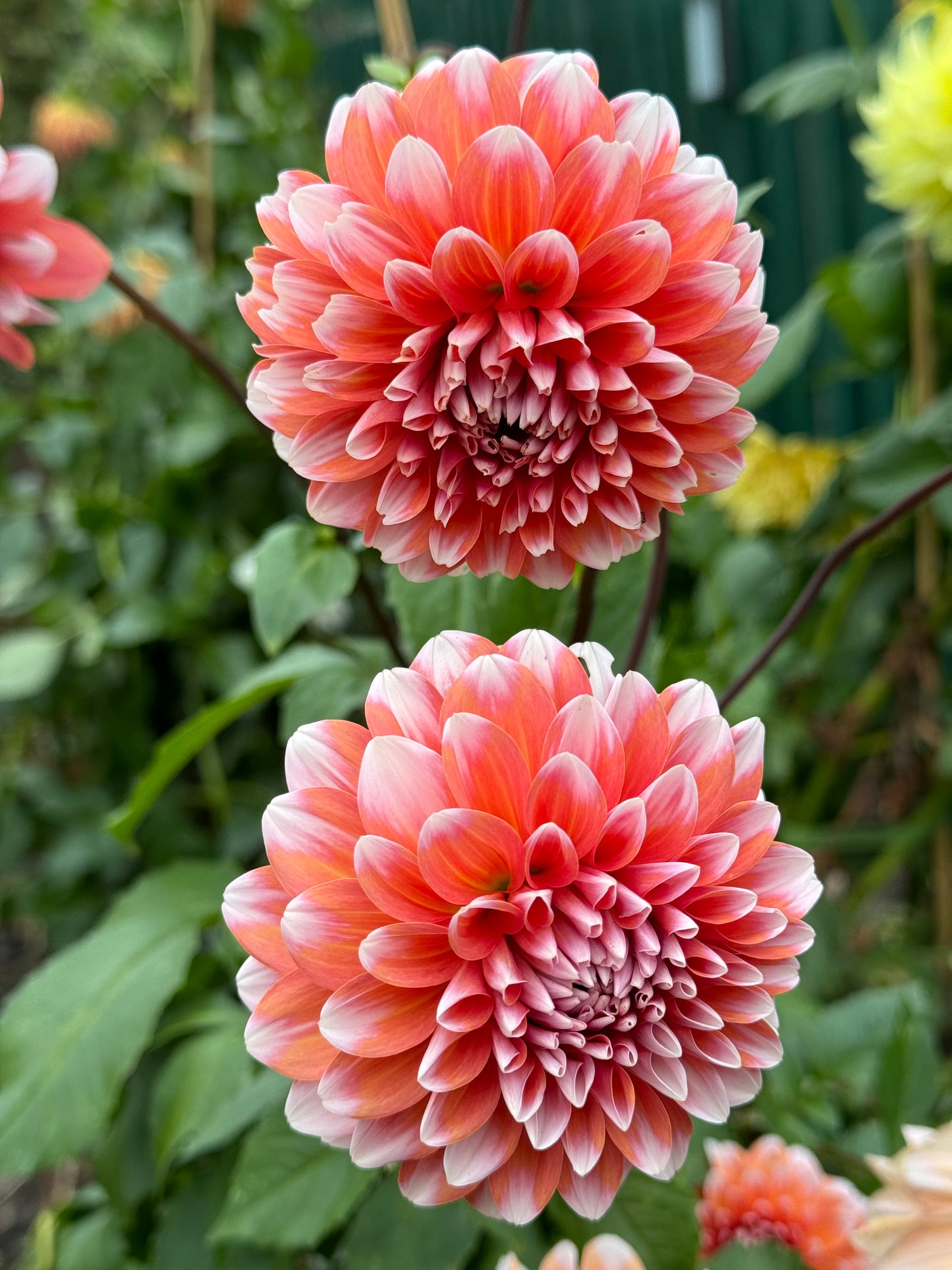 Hollyhill Orange Ice Dahlia