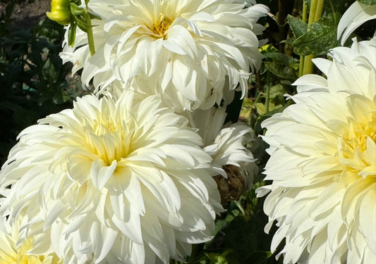 Wyn’s Ghostie Dahlia