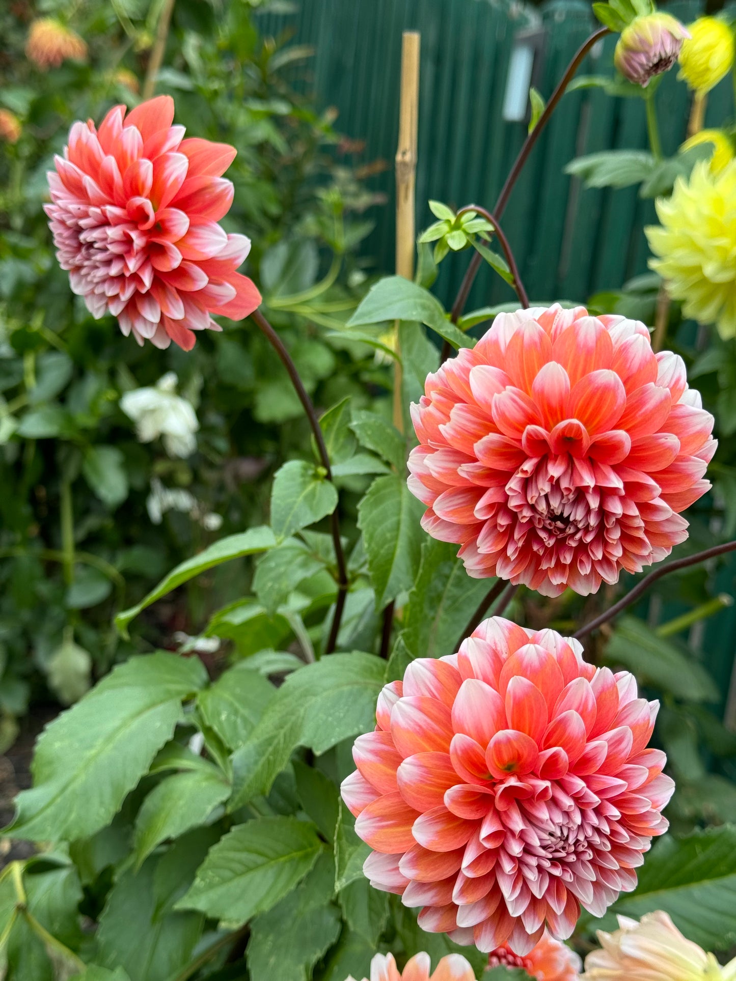 Hollyhill Orange Ice Dahlia