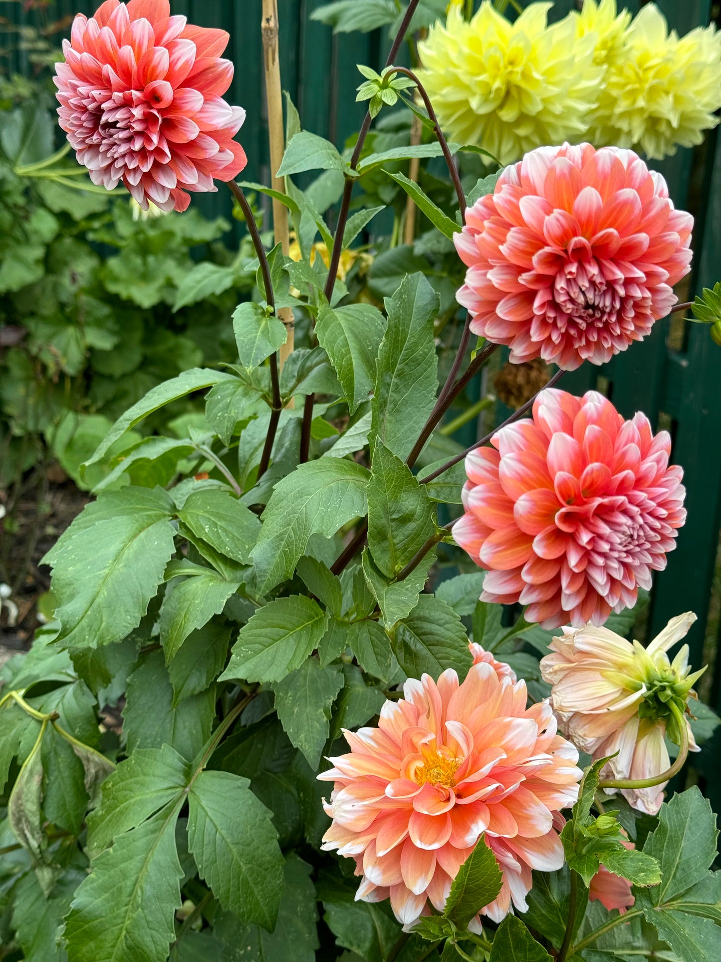 Hollyhill Orange Ice Dahlia