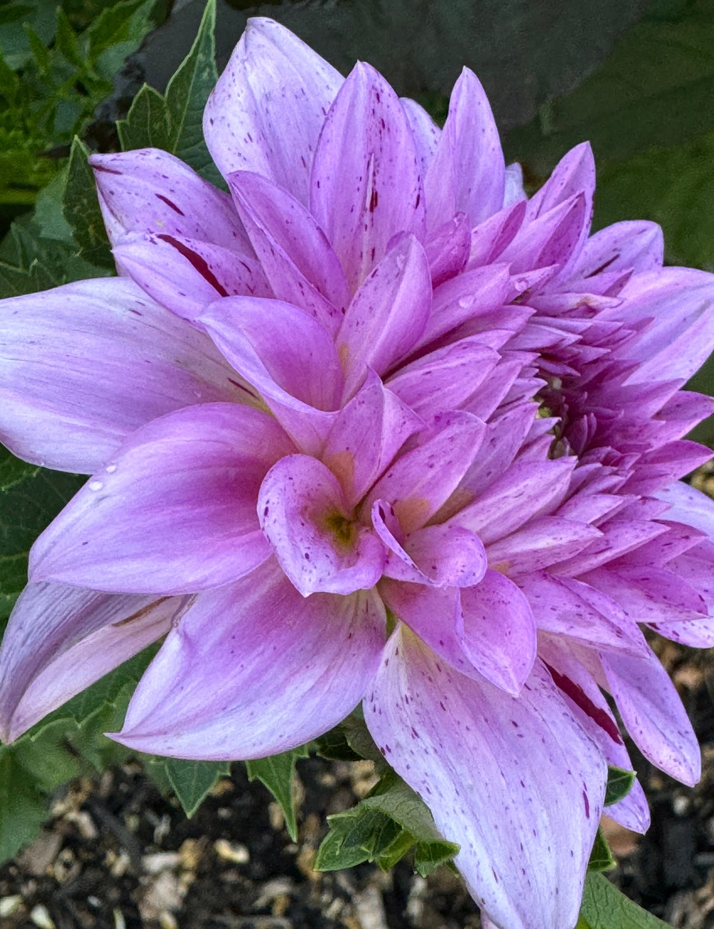 Betty’s Lavender Dahlia