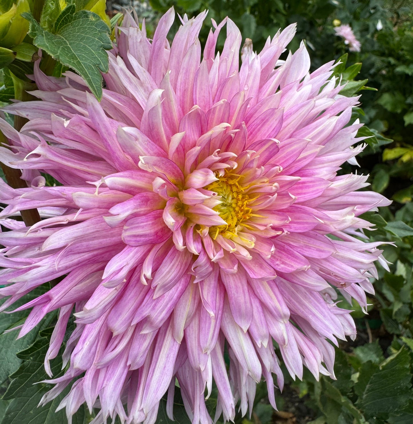 Hollyhill Cotton Candy Dahlia