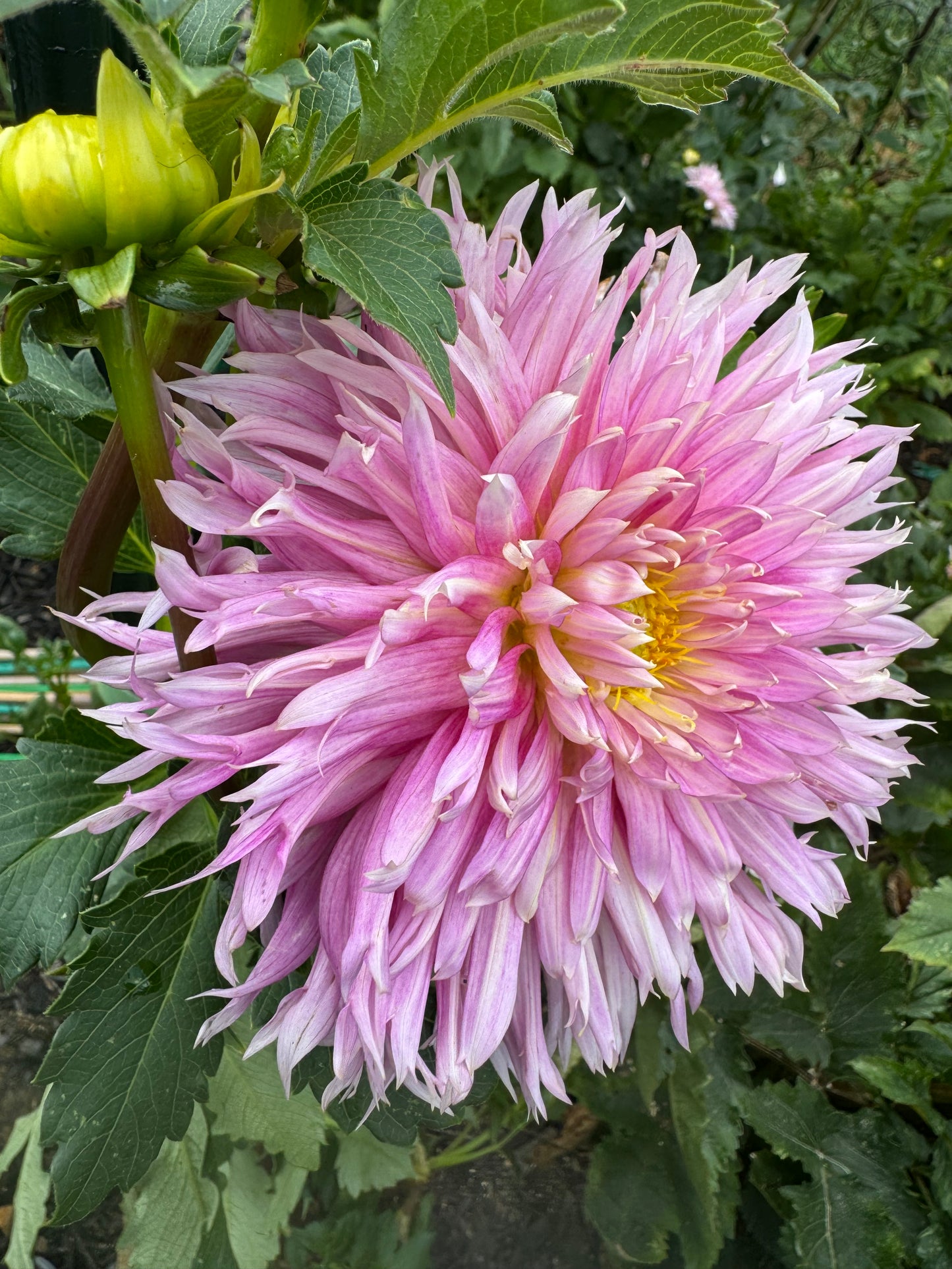 Hollyhill Cotton Candy Dahlia