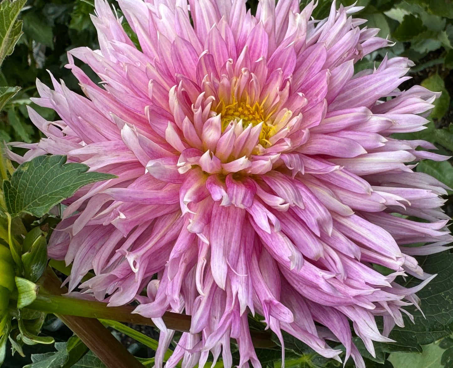 Hollyhill Cotton Candy Dahlia