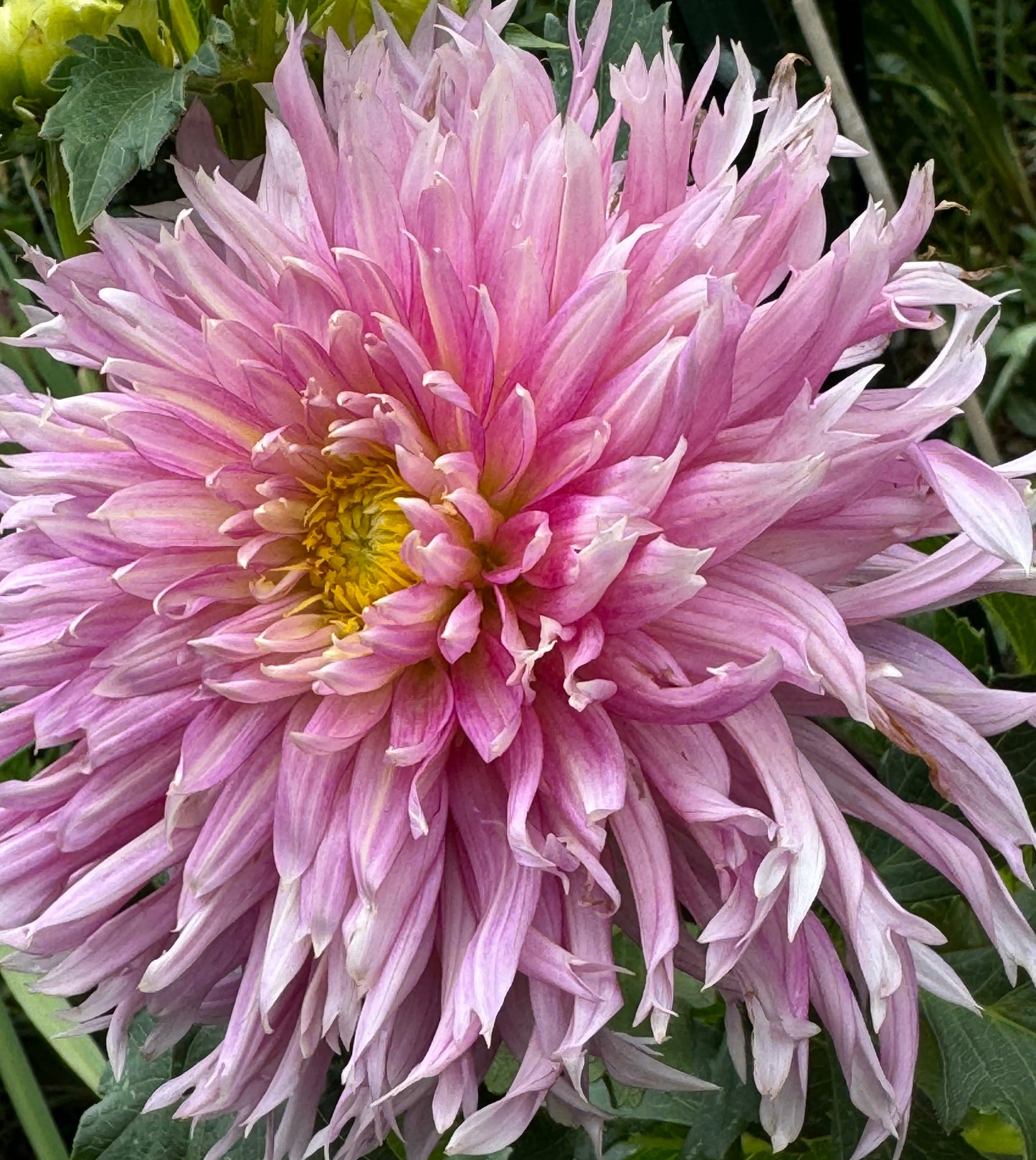 Hollyhill Cotton Candy Dahlia