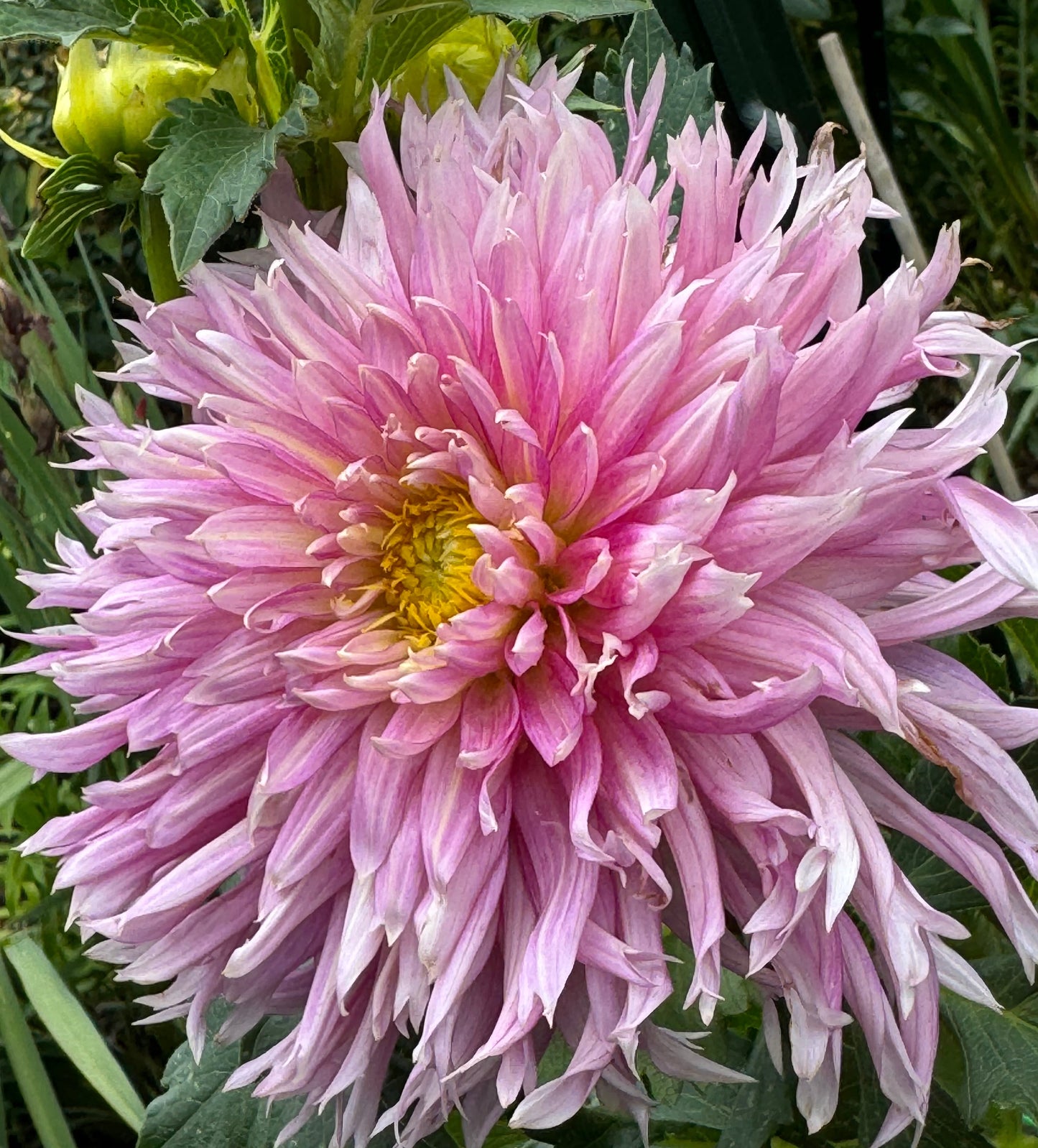 Hollyhill Cotton Candy Dahlia