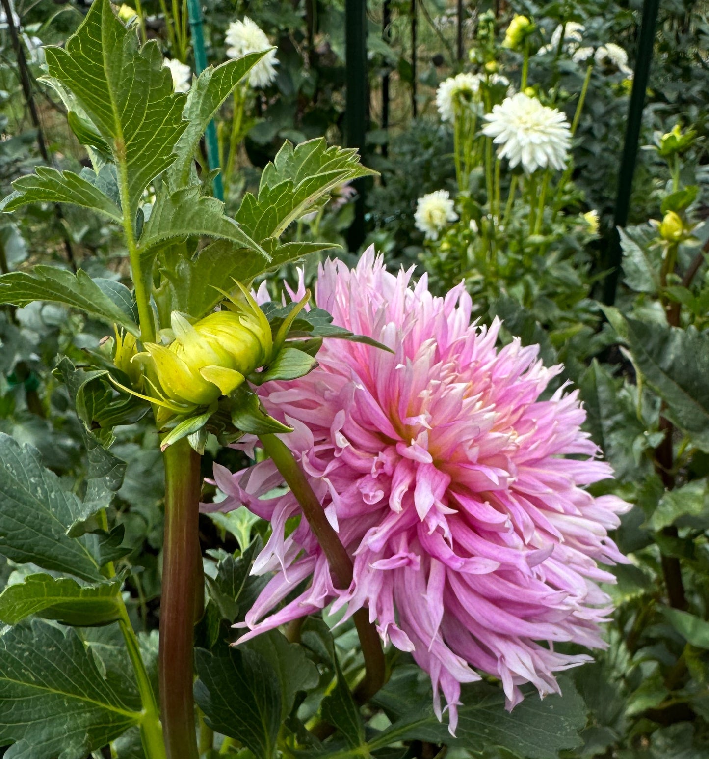 Hollyhill Cotton Candy Dahlia