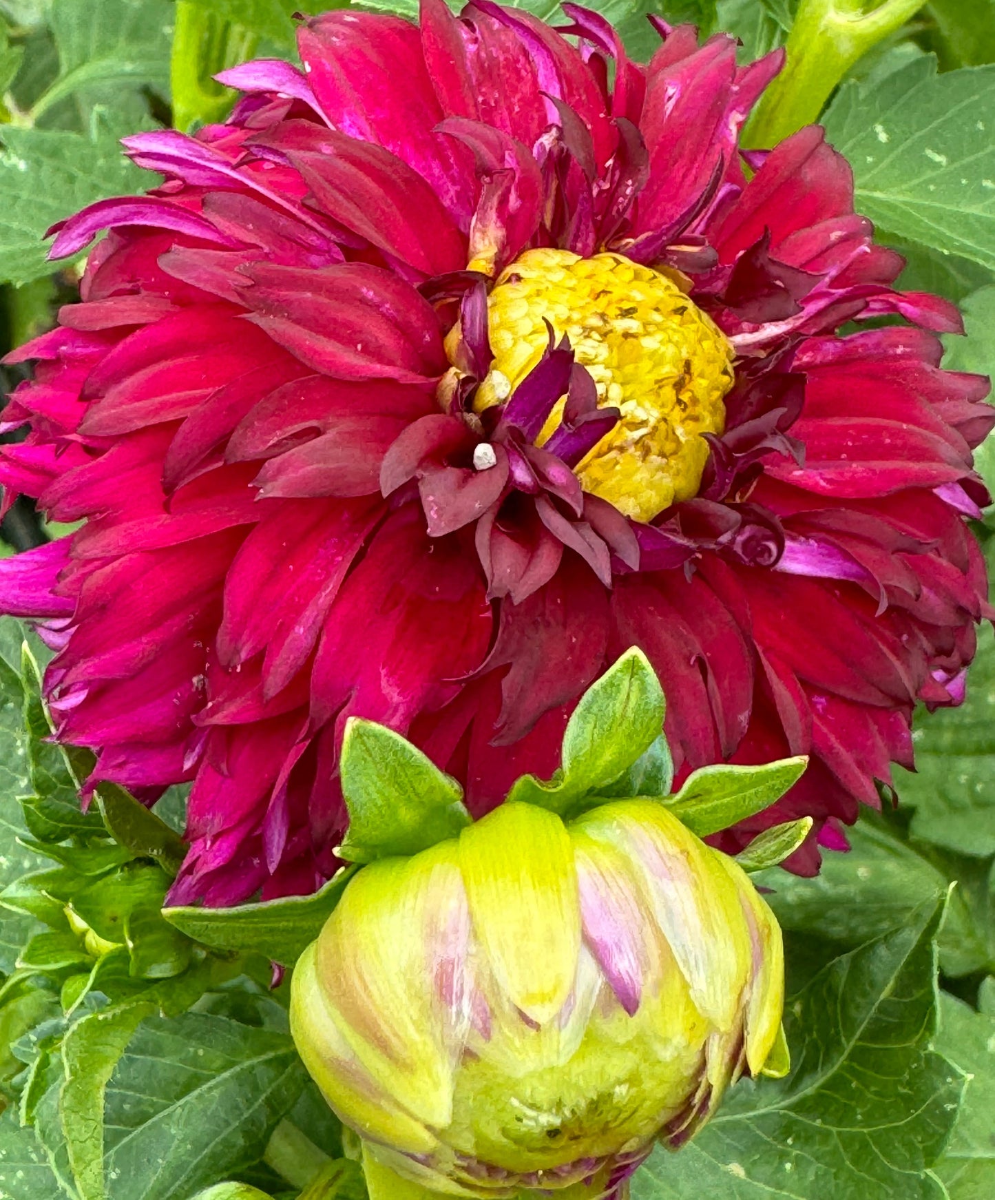 Bloomquist Evening Dahlia