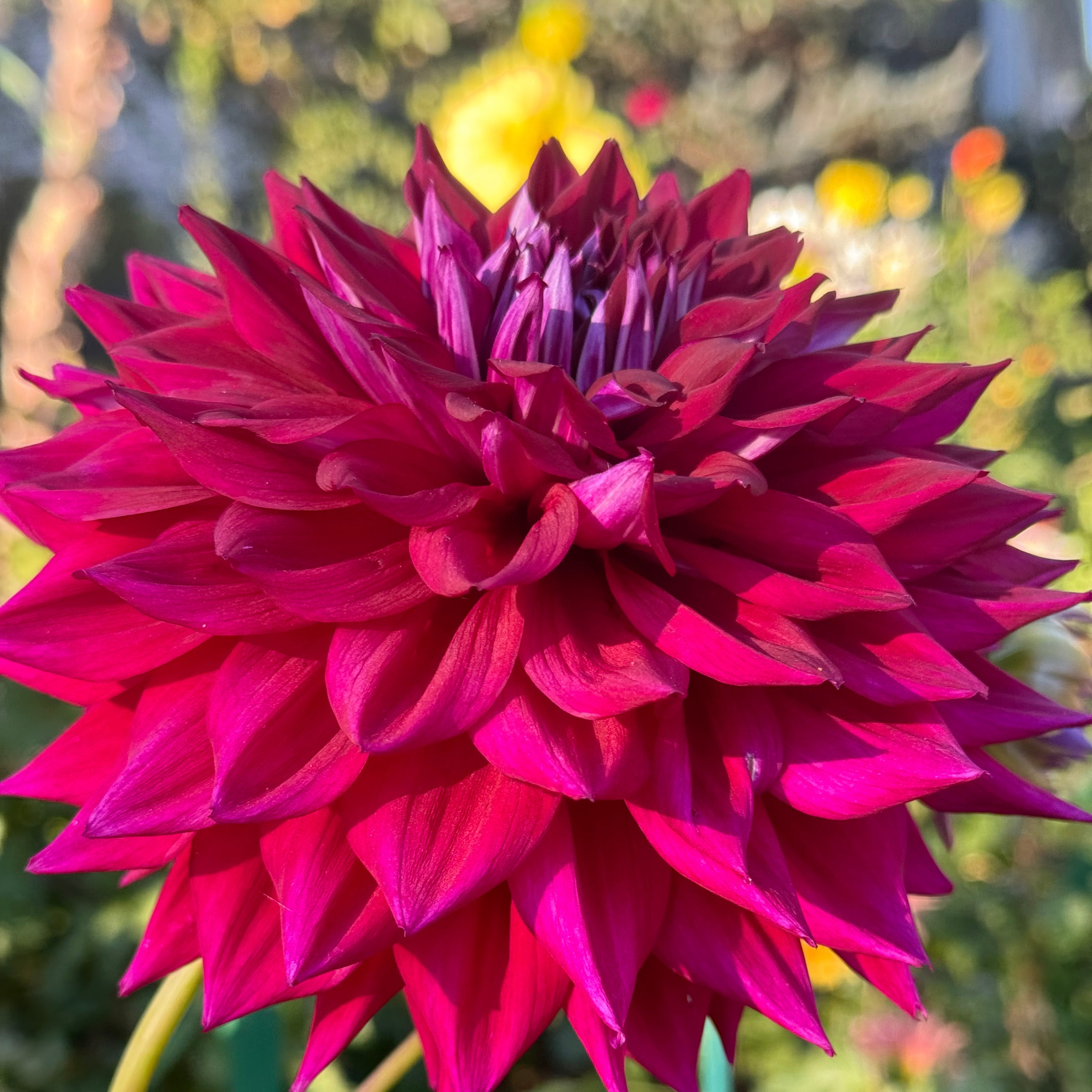 AC Zed Dahlia – Draginas Dahlias