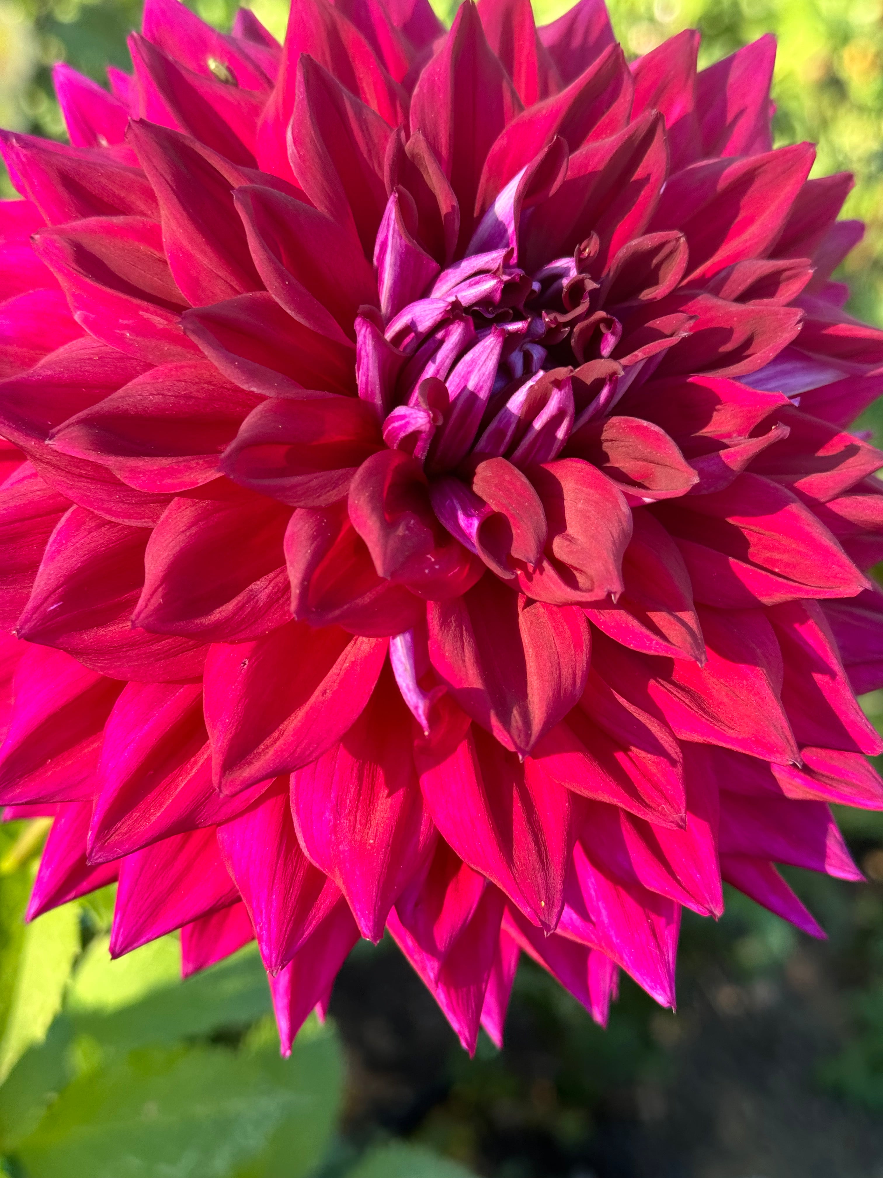AC Zed Dahlia – Draginas Dahlias