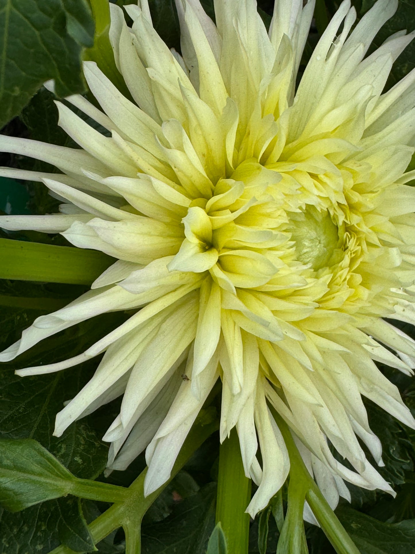 Just Suprised Dahlia