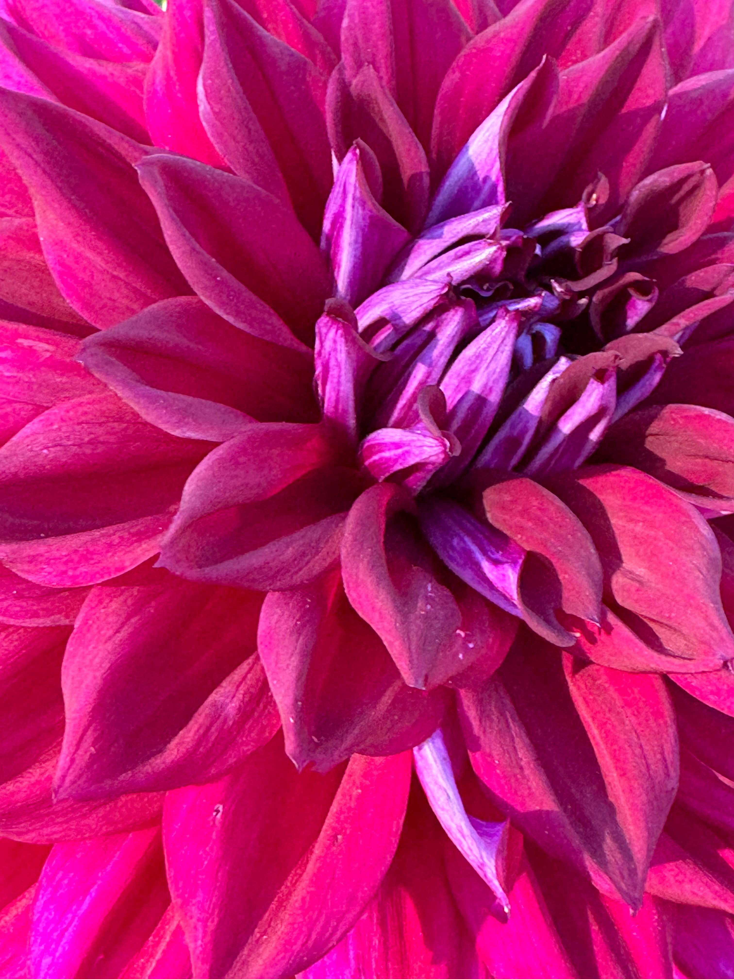 AC Zed Dahlia – Draginas Dahlias