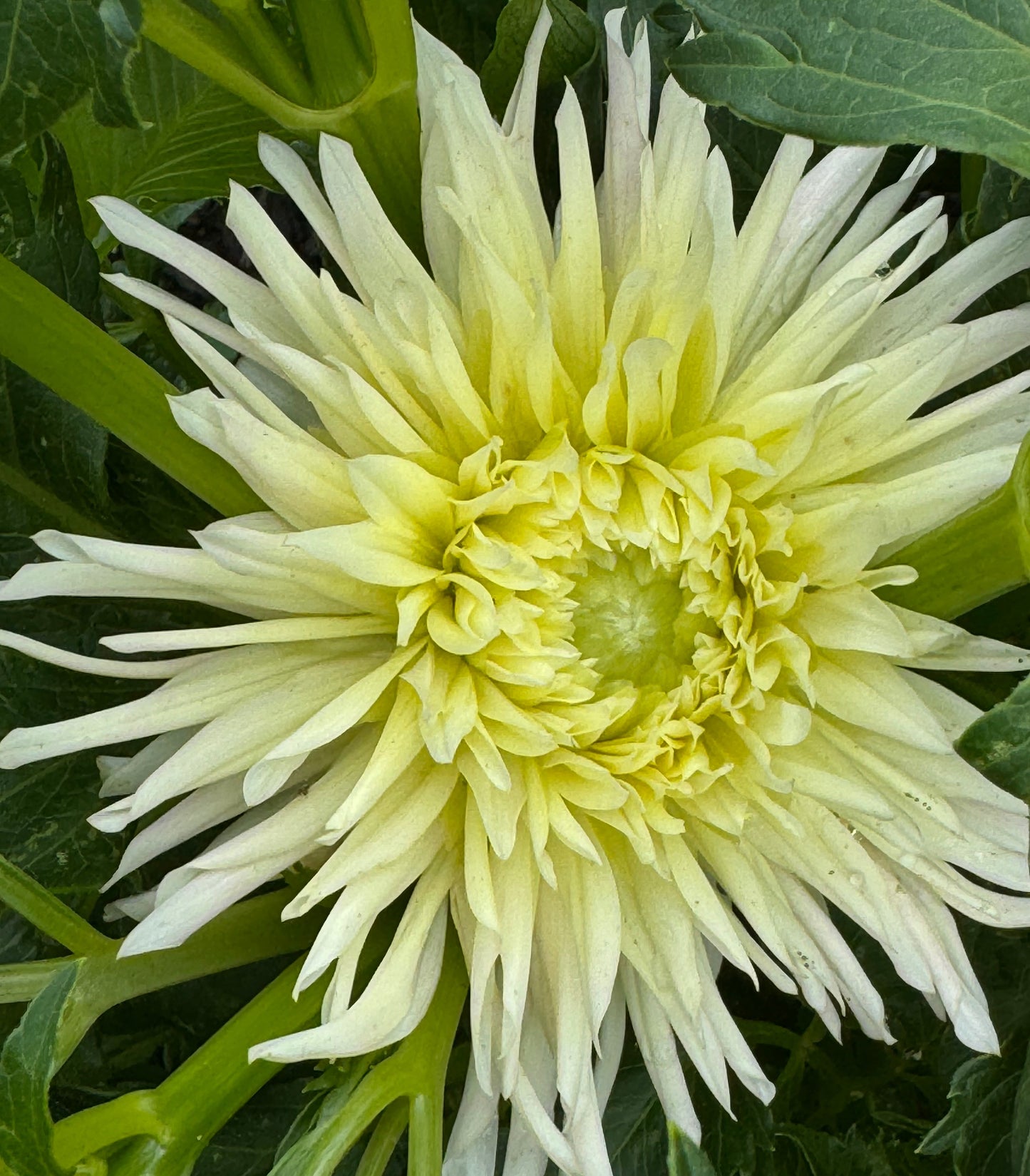 Just Suprised Dahlia